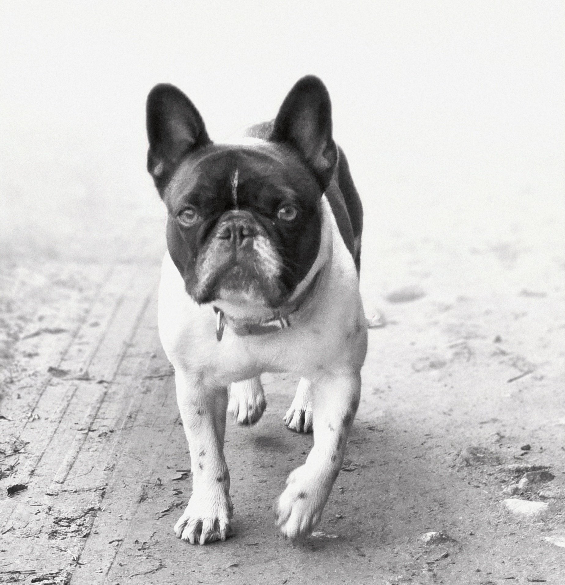 Schwarz-weißer französischer Bulldog auf der Straße, Blick direkt in die Kamera, Tierportrait.