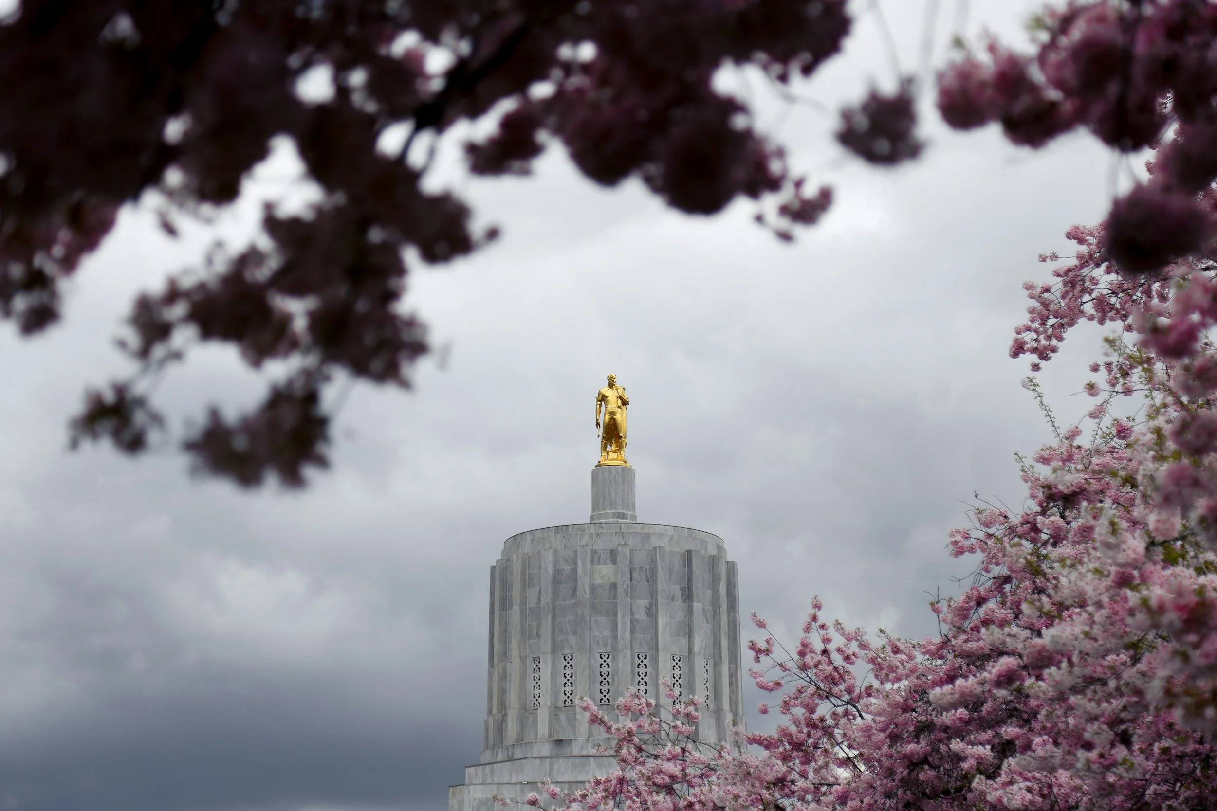 The Salem , Oregon Capital building. A tall monument with a golden statue on top, surrounded by pink flowering trees, under a cloudy sky, in an outdoor setting.