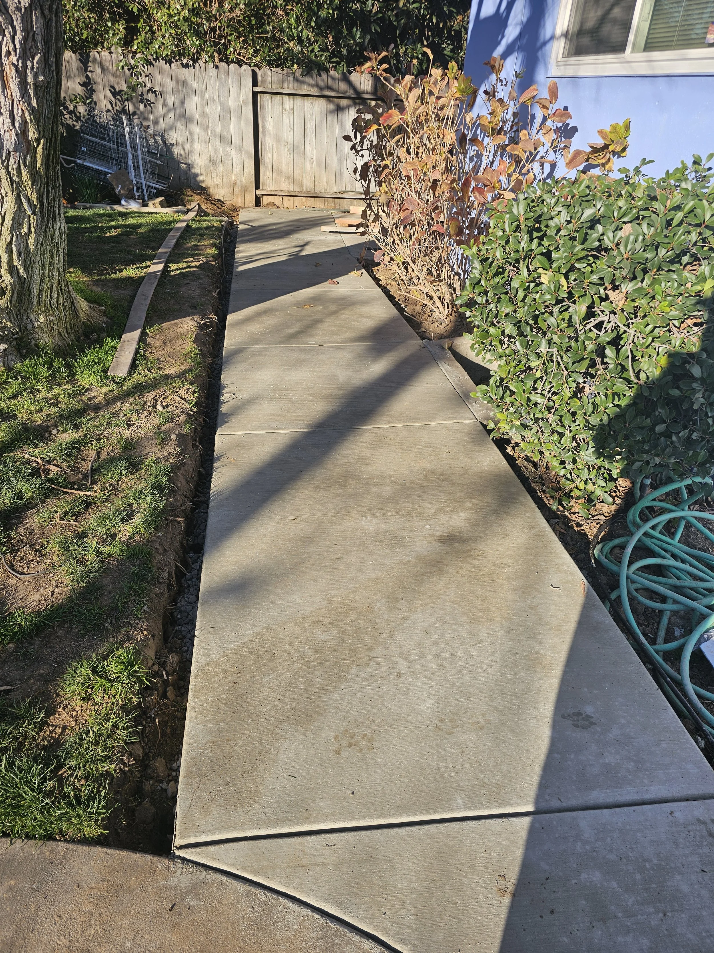 Newly poured concrete sidewalk bordered by garden beds with plants, shrubs, and a tree, in a backyard with a wooden fence and a blue house wall.