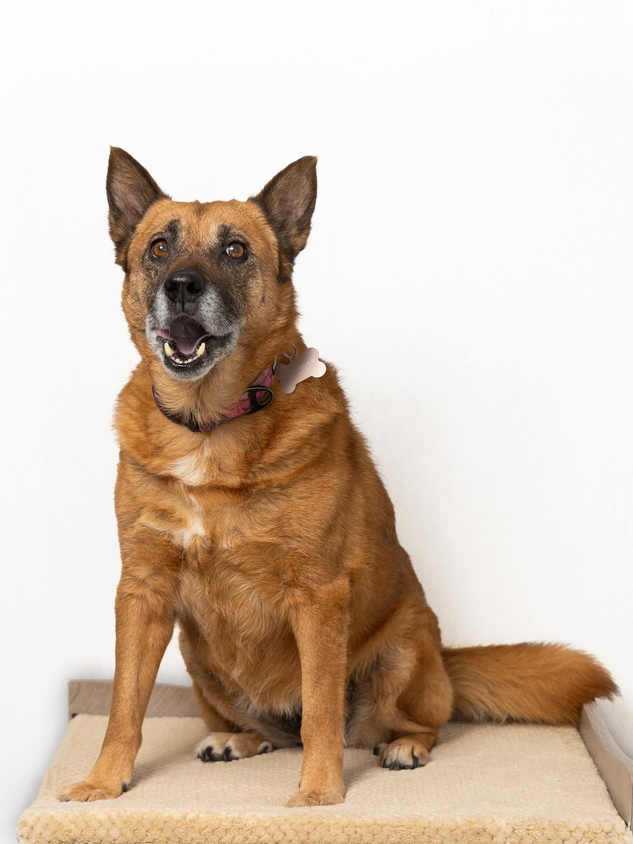 A happy, brindle-coated dog with upright ears sitting on a beige carpeted platform against a plain white background.