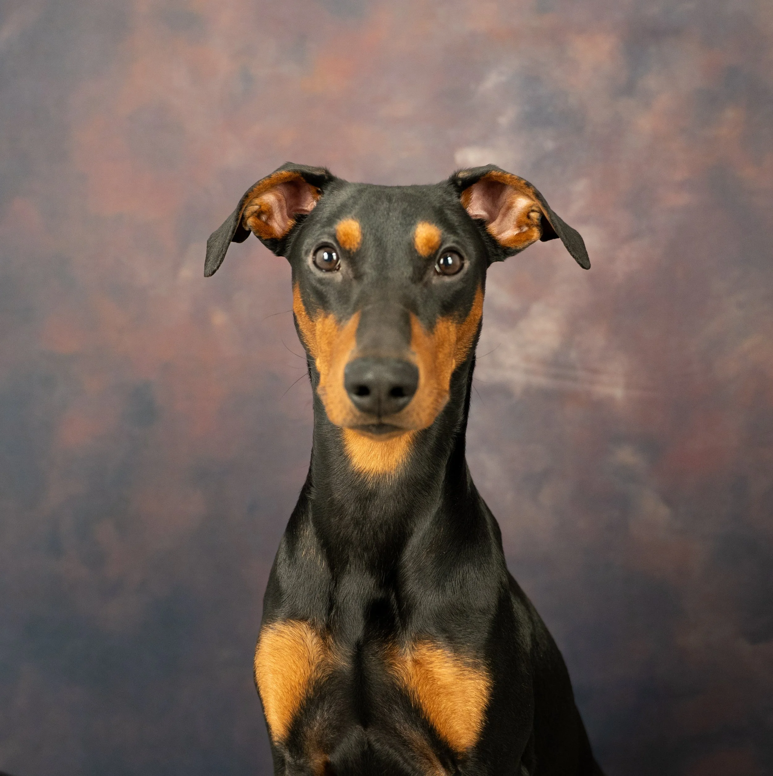 Studio portrait of a black and tan Doberman Pinscher dog against a brownish abstract background.