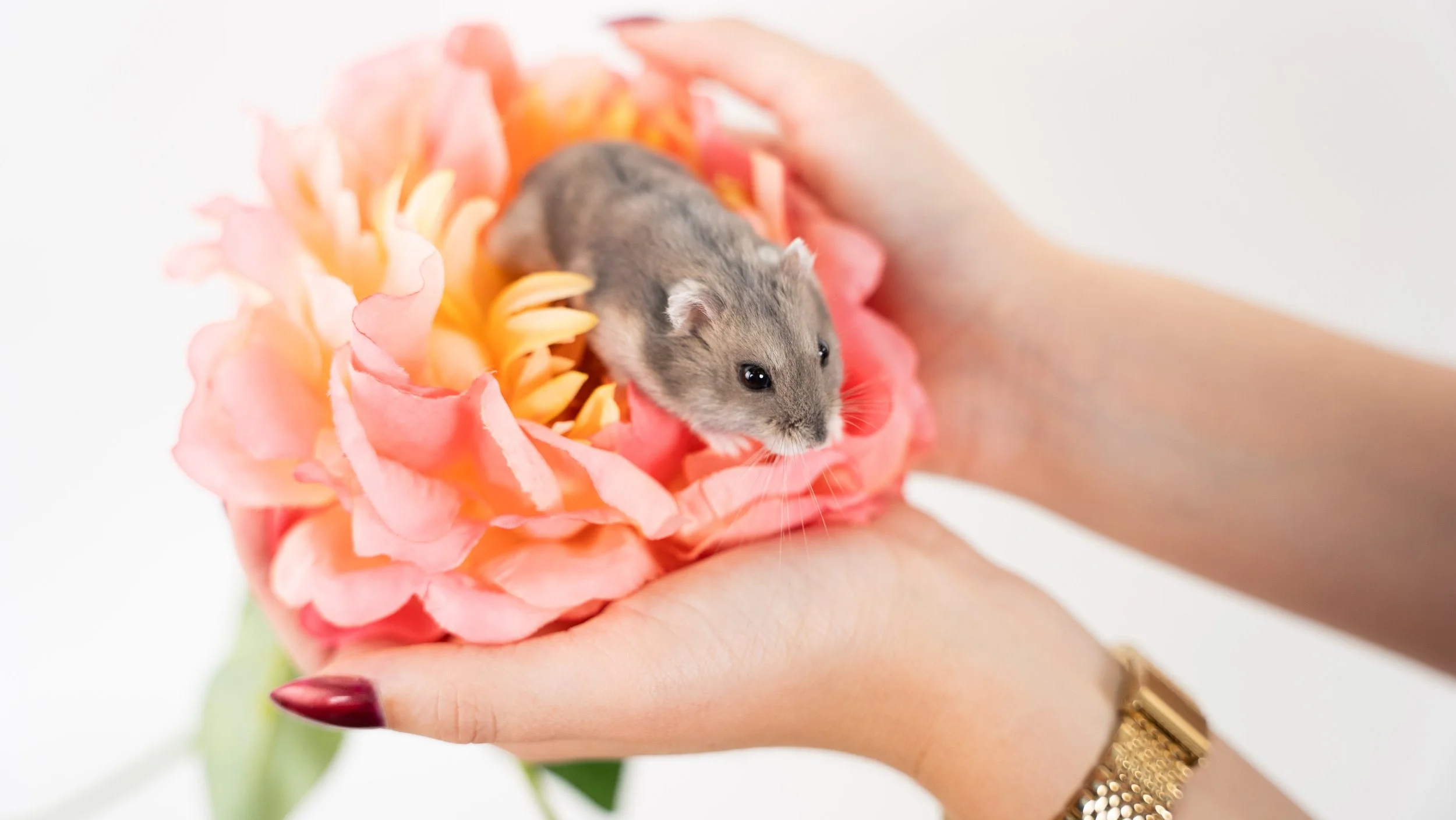 A tiny hamster resting on a pink and orange flower, held in two hands.