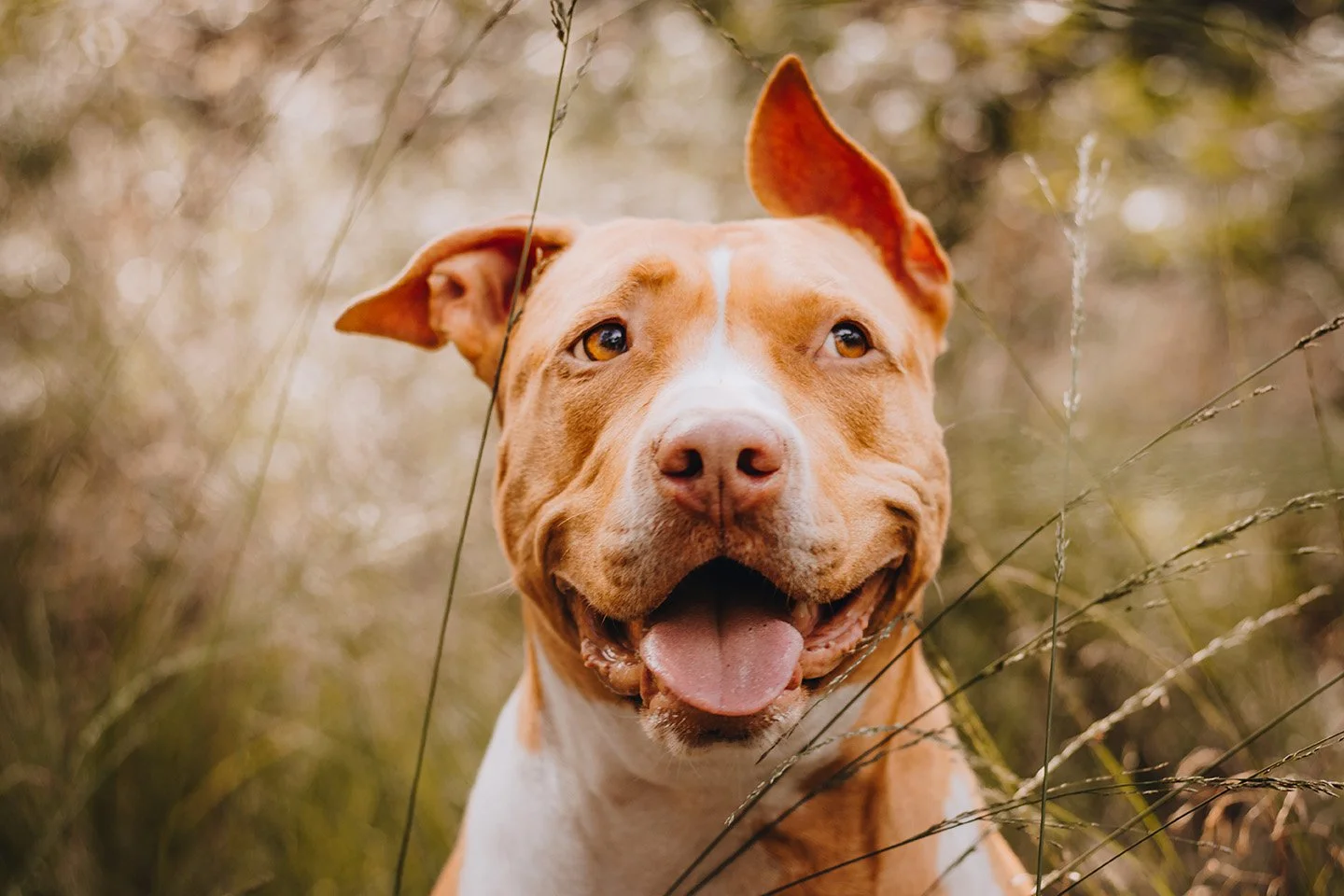 A happy brown and white dog with a pink tongue, sitting in tall grass outdoors.