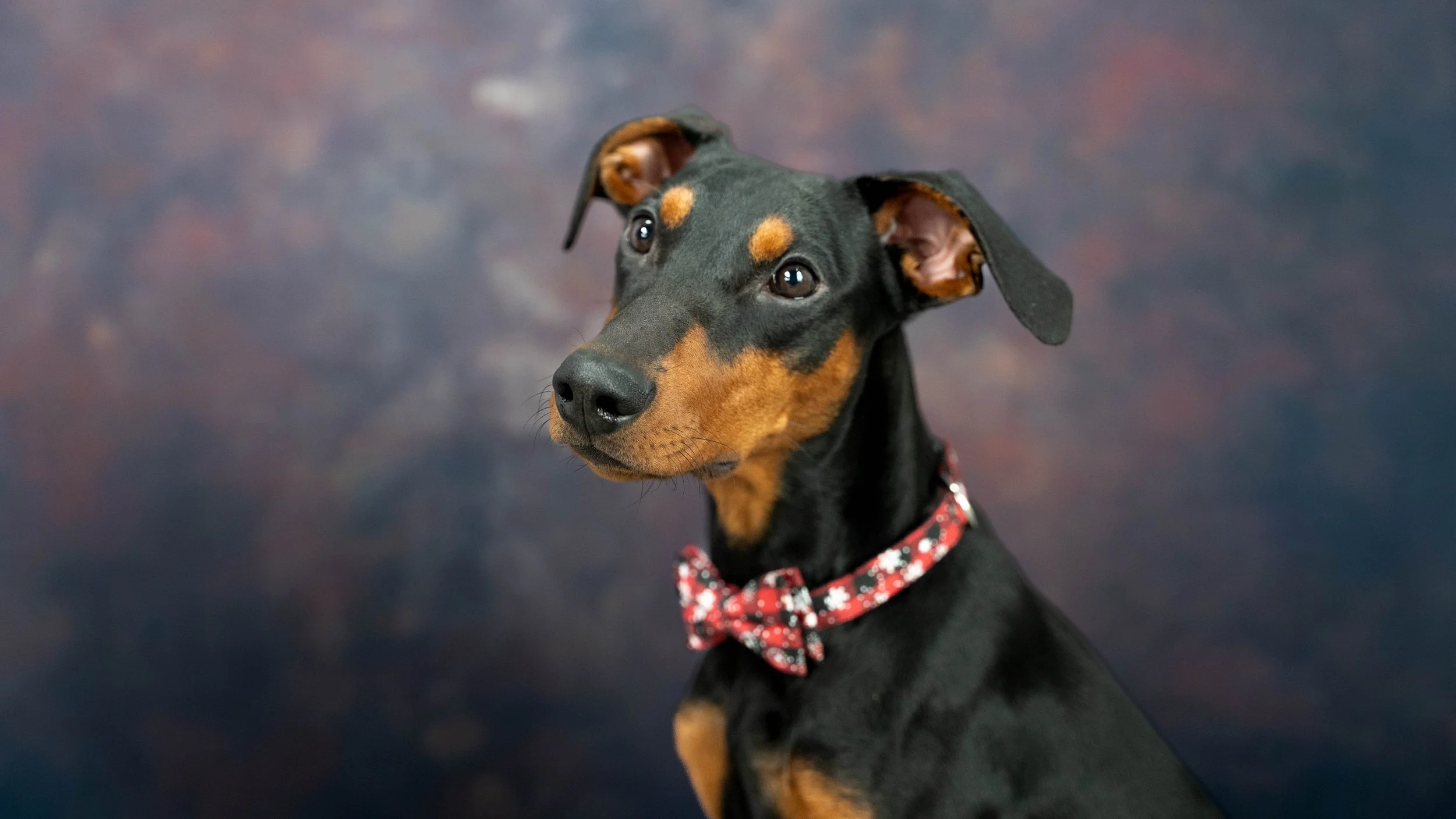 A black and tan dog with a red and white snowflake-patterned bow tie sitting against a dark, mottled background, looking slightly to the side.