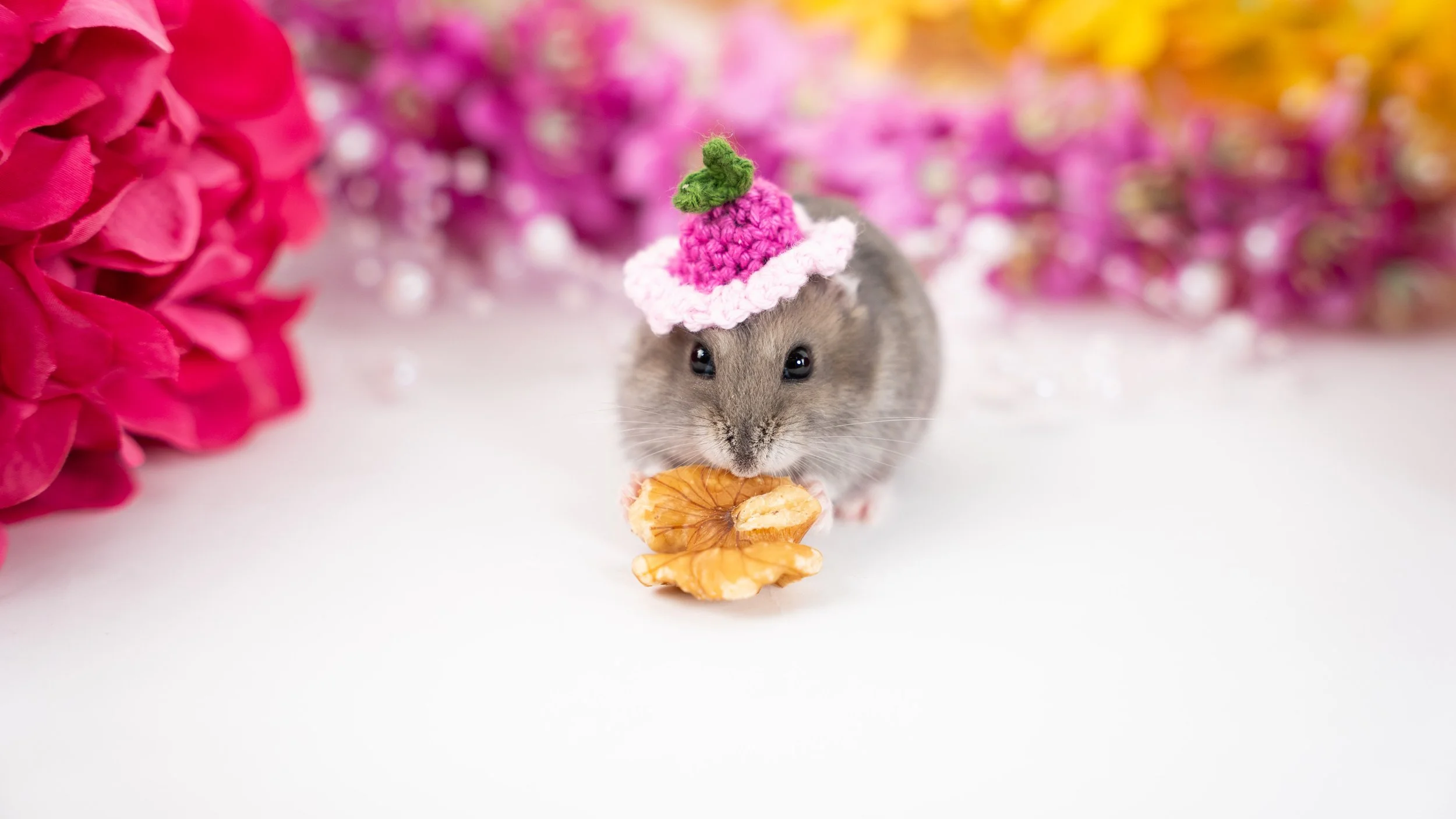 A small hamster wearing a pink and white knitted hat with a green top, holding a walnut, surrounded by colorful flowers in the background.