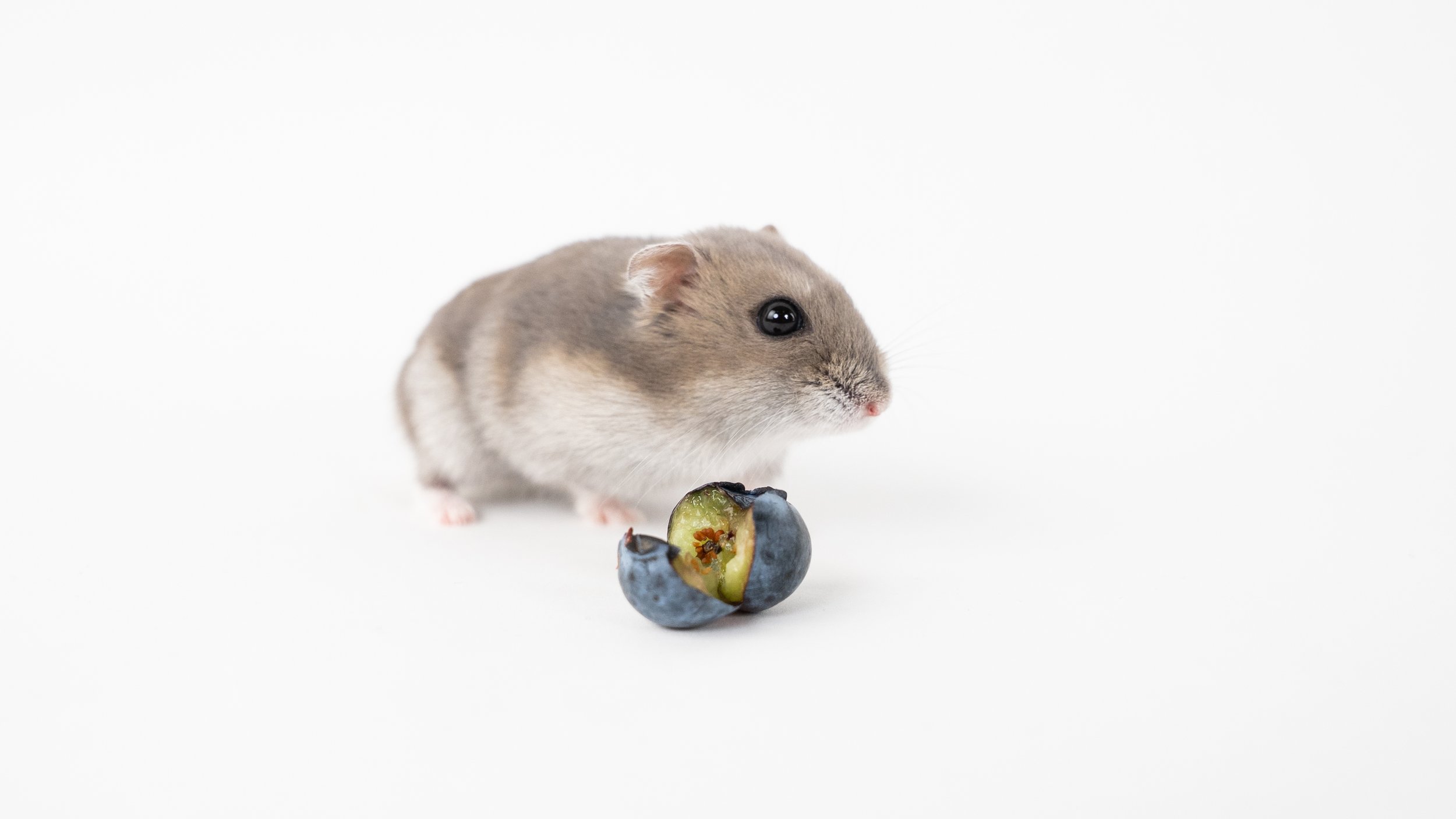 Een klein hamster achter een blauwe bes.