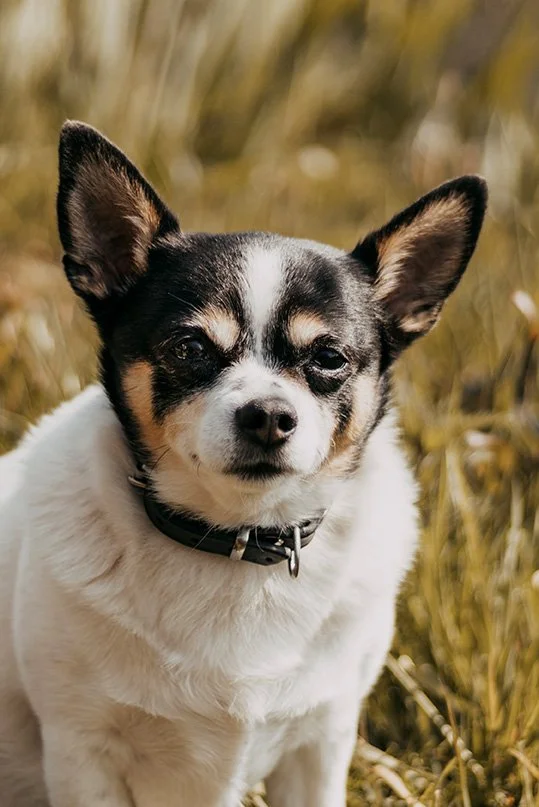 Close-up of a small black, white, and tan Chihuahua dog with large ears and a collar, outdoors in a grassy field.