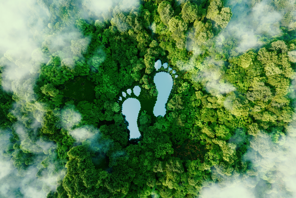 2025: When Climate Reality Caught Up With Carbon Markets