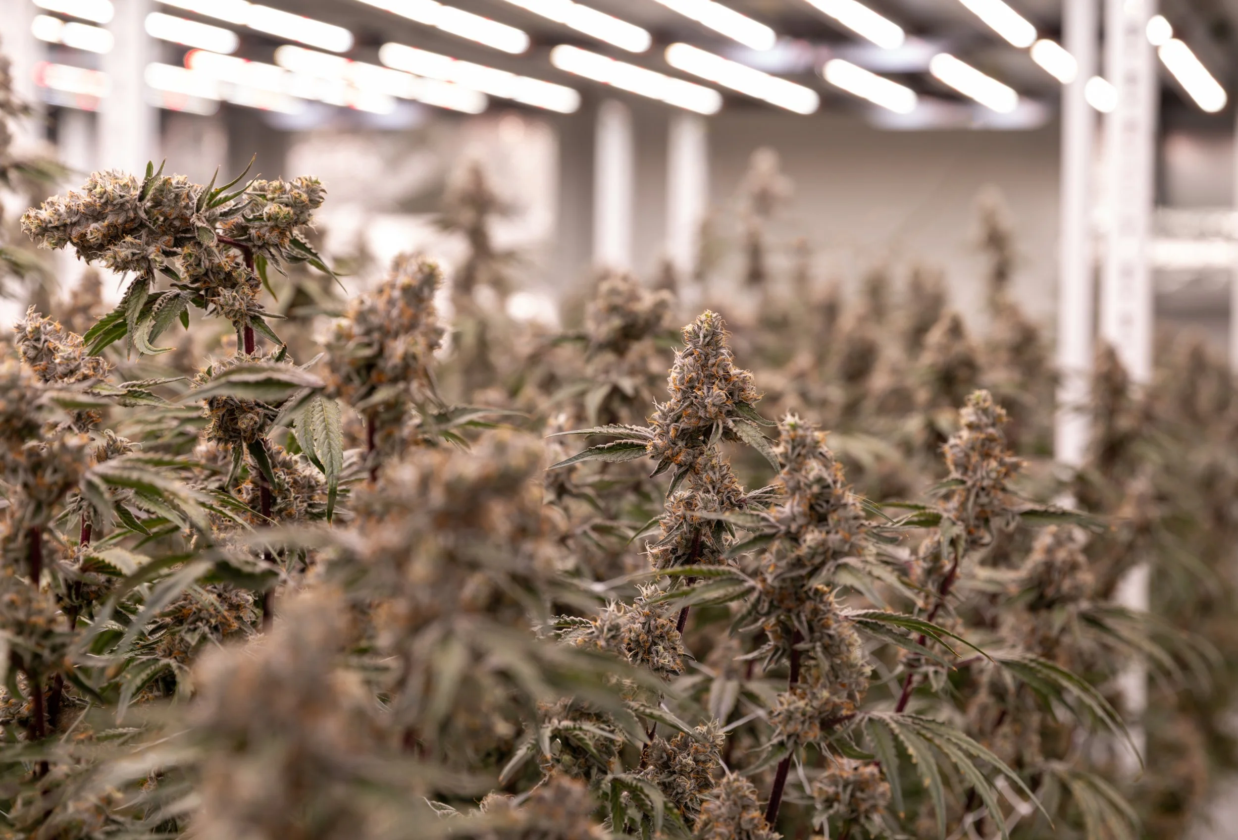 Grow04-2026-31.jpg