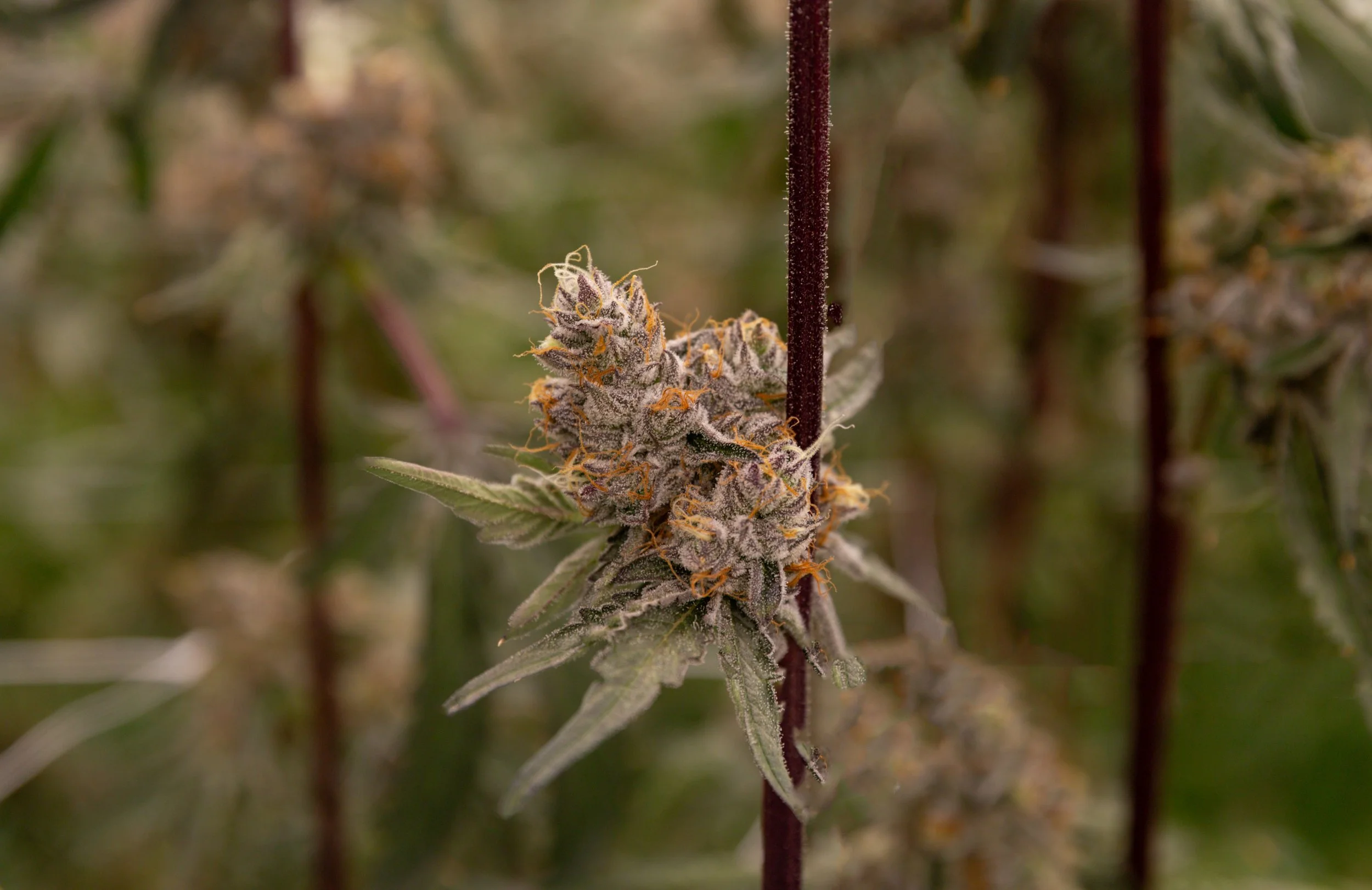Grow04-2026-23.jpg