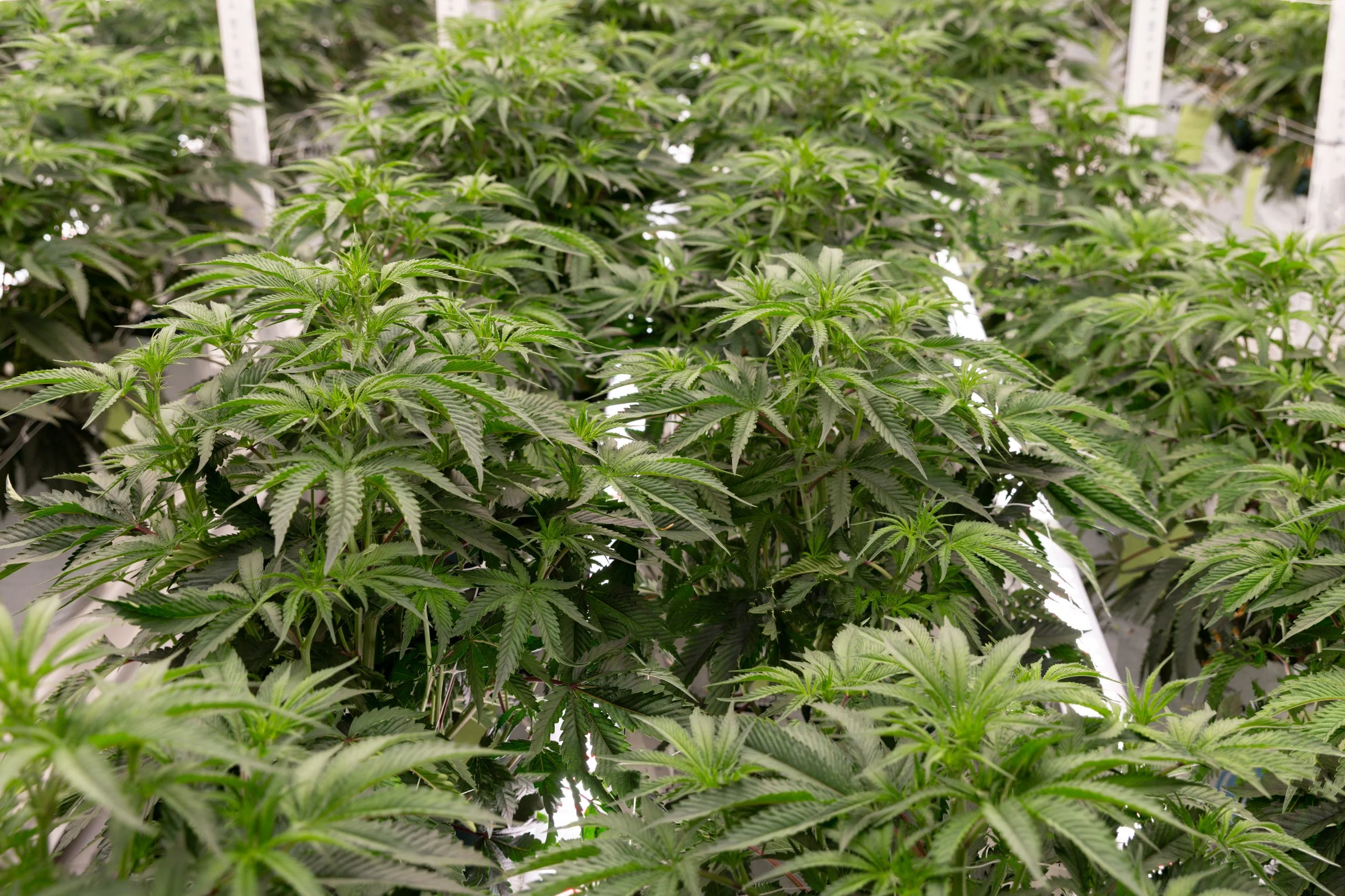 Grow04-2026-37.jpg