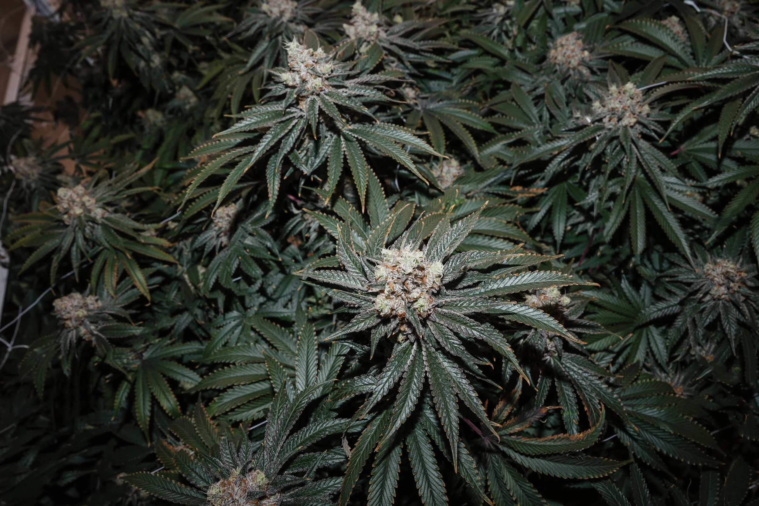 2025_08_21_CKC_Flower-7b.jpg