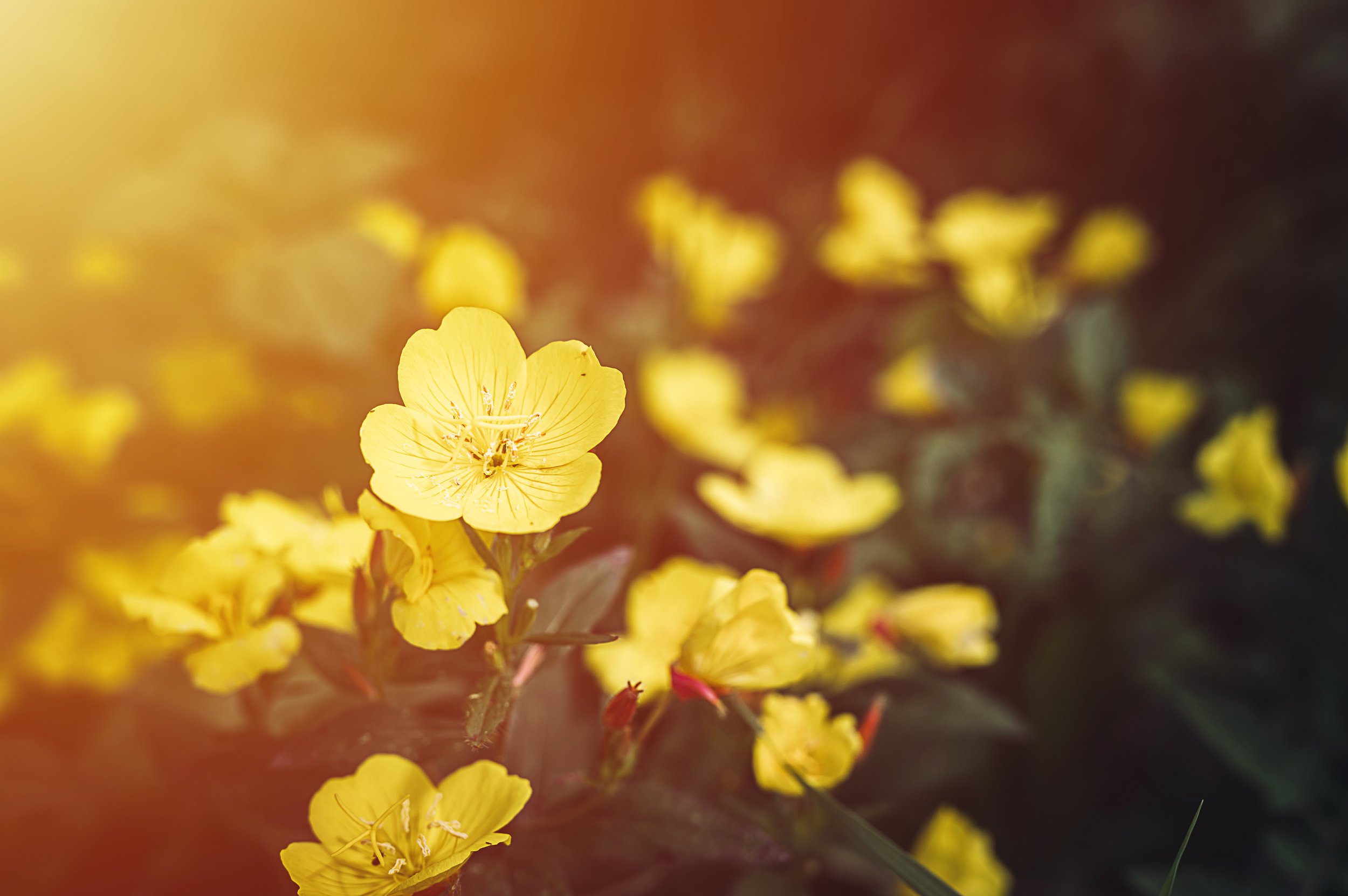 Close-up of yellow flowers with a blurred background of more yellow flowers, sunlight illuminating the scene.