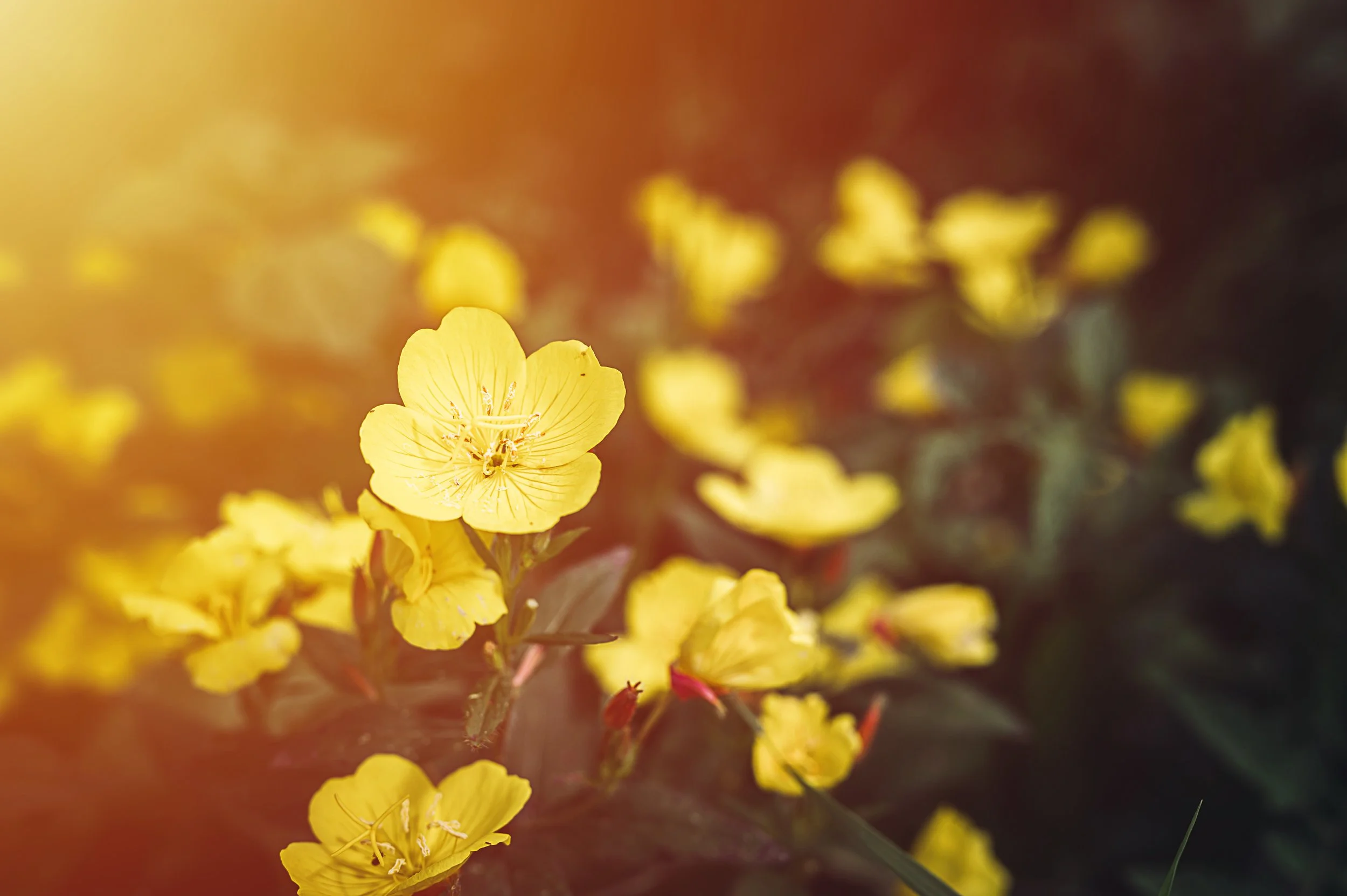 Close-up of yellow flowers with a blurred background, sunlight illuminating the scene.