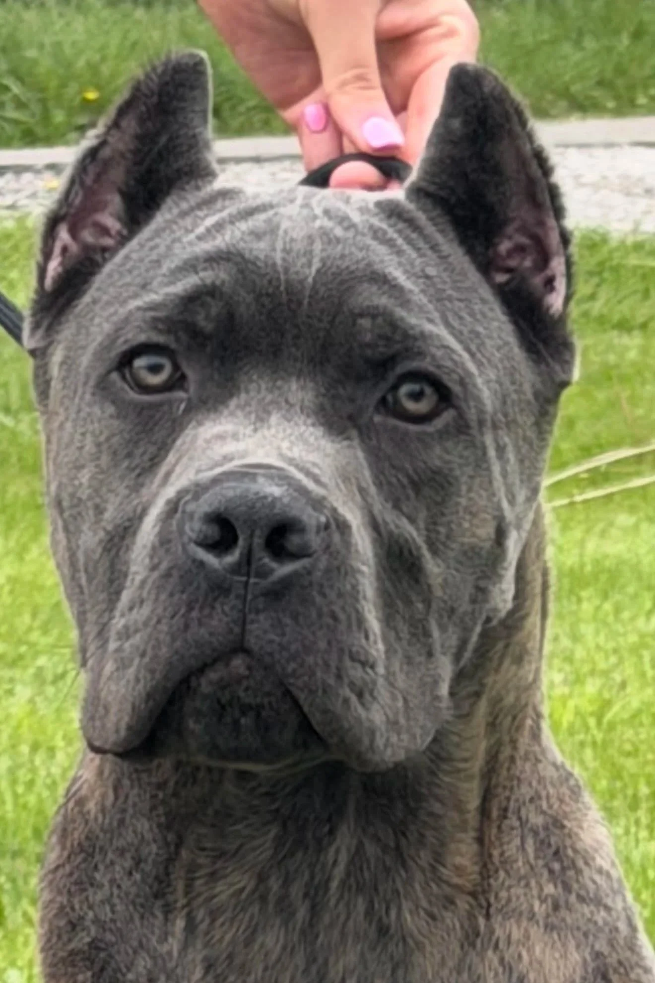 Gino (Available)