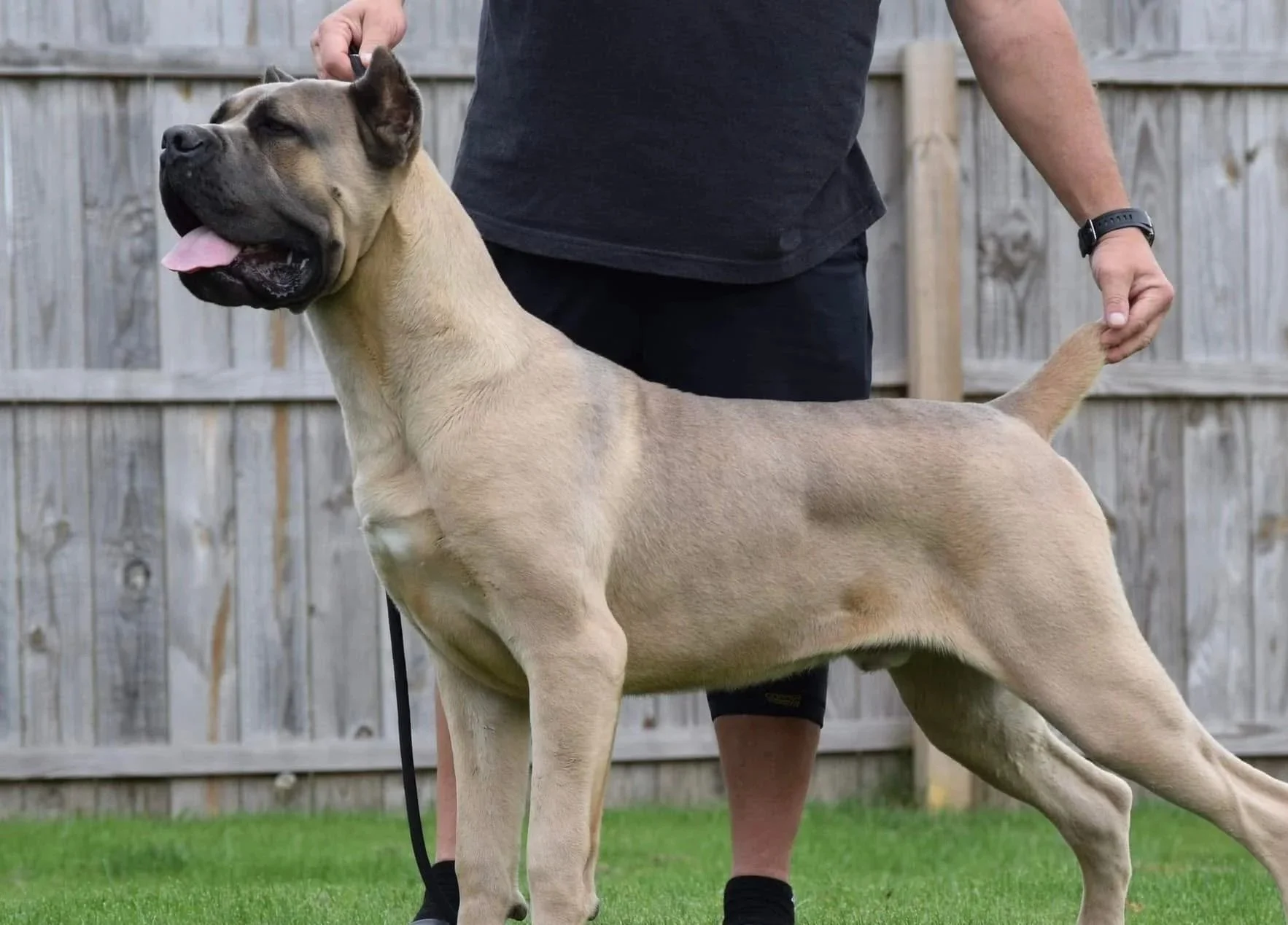 A large fawn-colored dog with a black face and ears standing on green grass in front of a wooden fence, with a person holding its tail and collar.