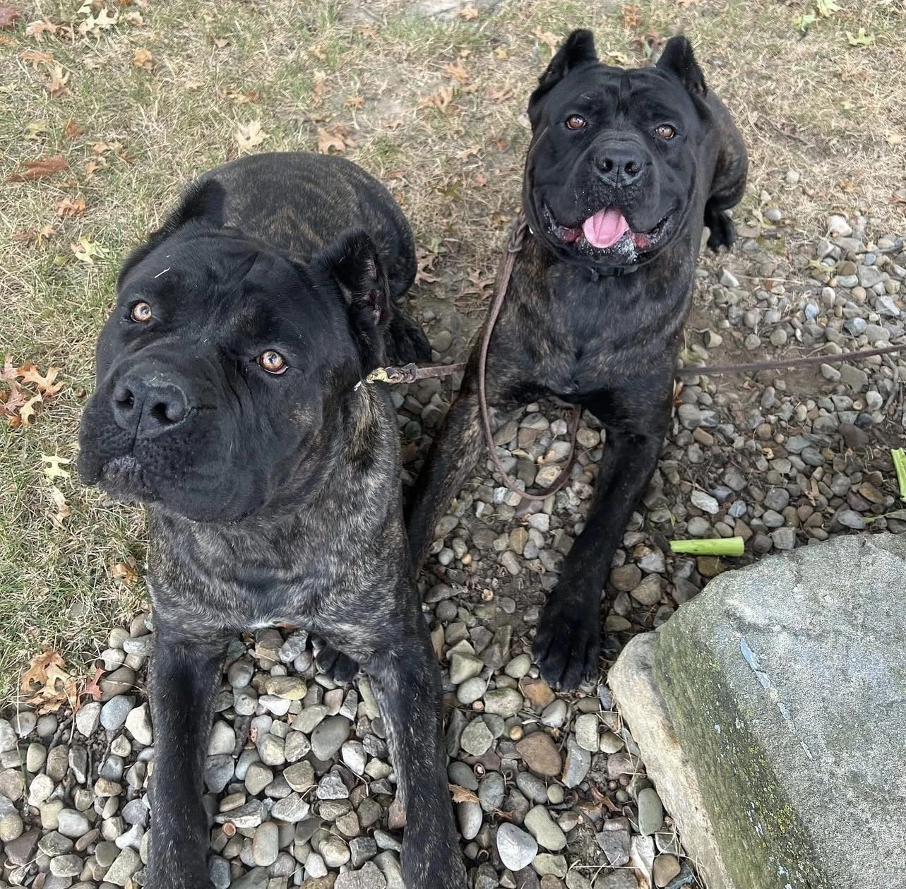 Henry & James of MVK9