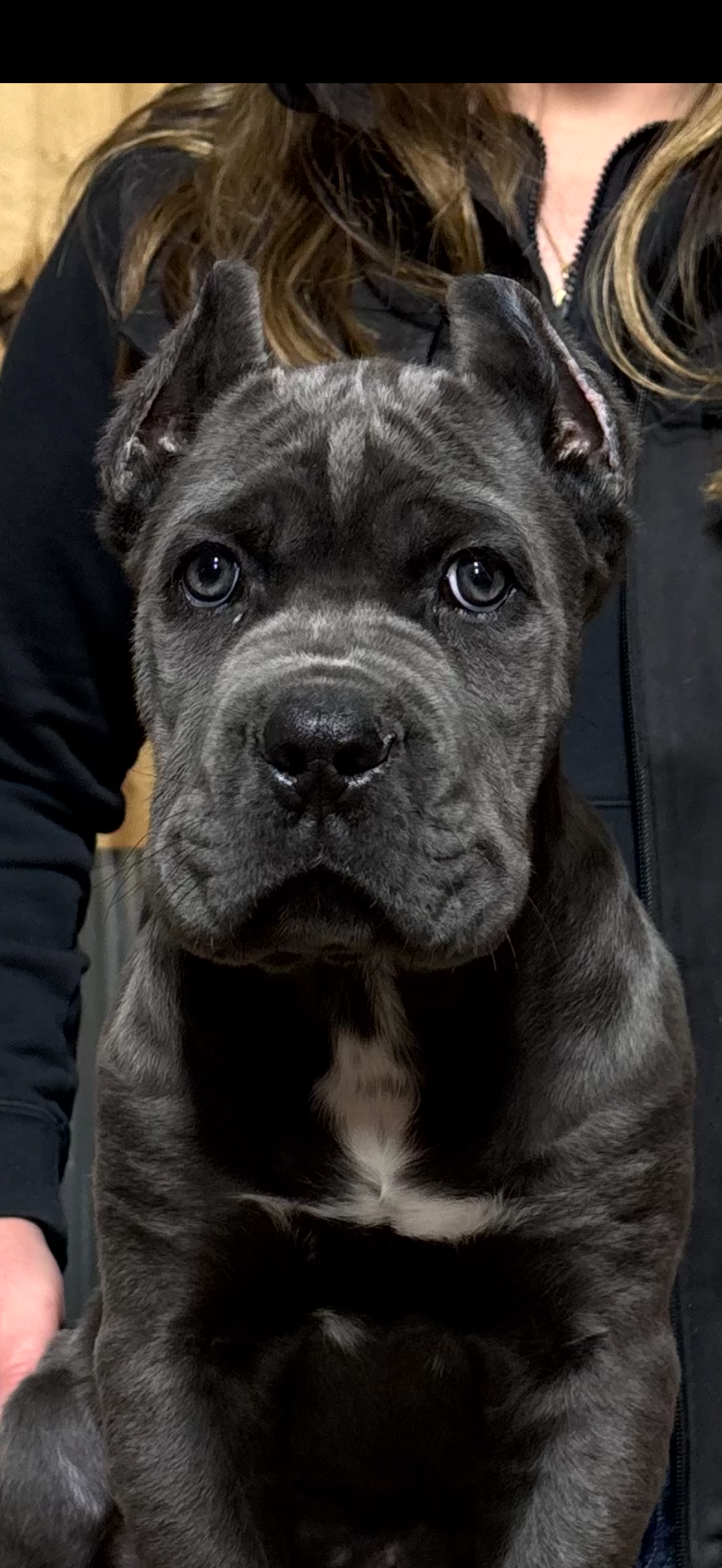 A gray brindle puppy with blue eyes sitting in front of a person wearing a black jacket.