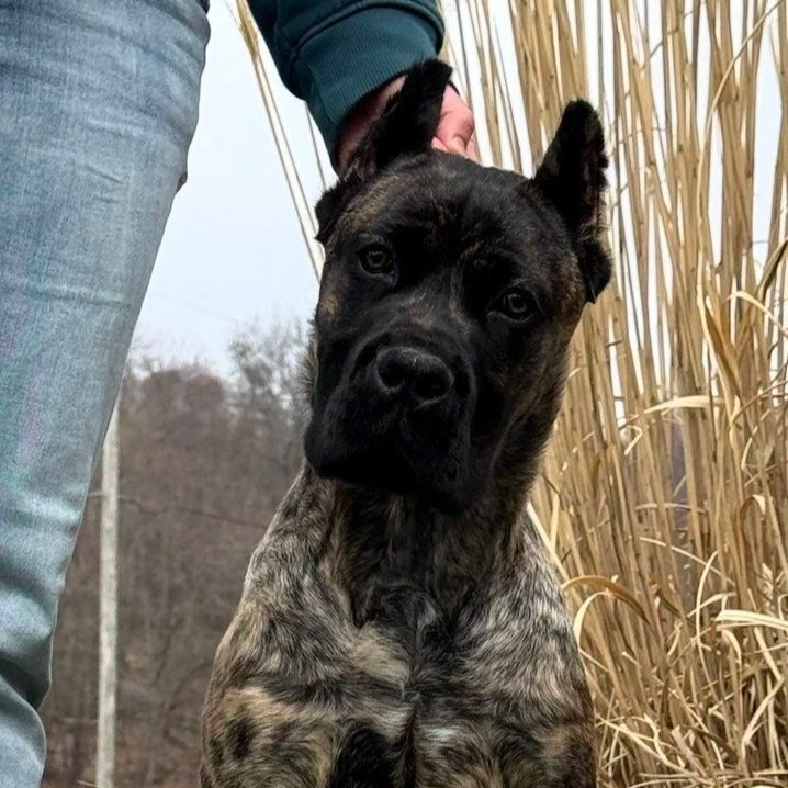 Jeffrey of MVK9