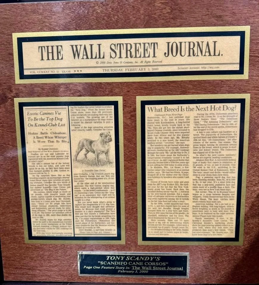 A framed display of three pages from The Wall Street Journal, with headlines and articles about dog breeds and topics, dated February 3, 2000.
