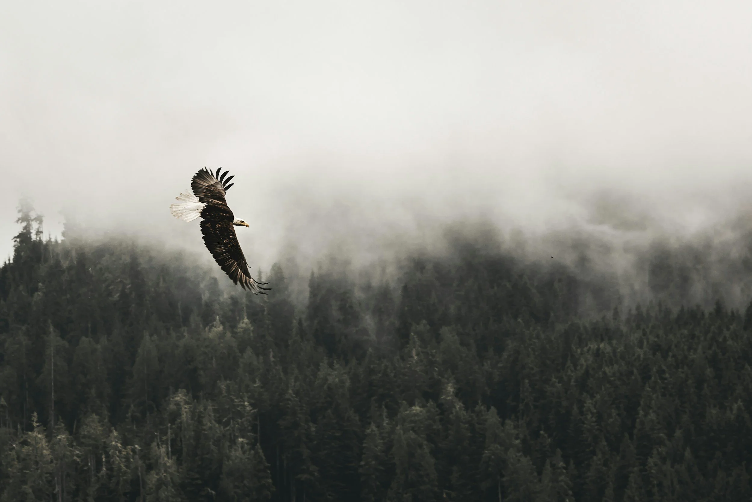 A bald eagle soaring over a forested mountain with foggy skies.