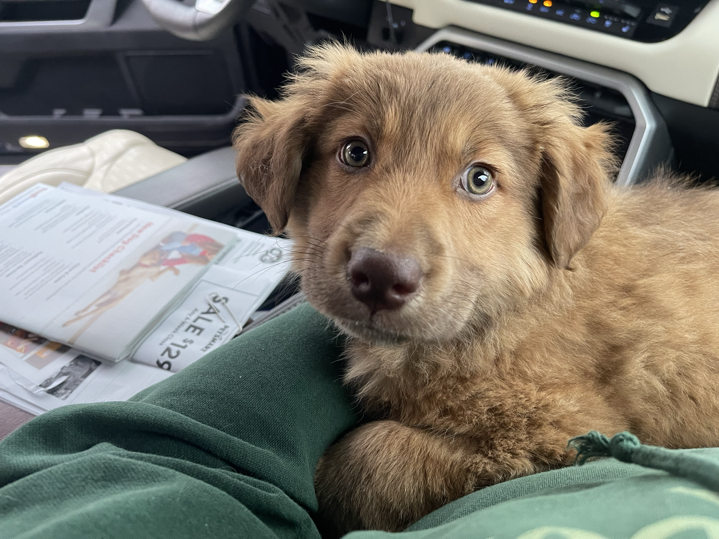 The day we brought Mr. Moose home!