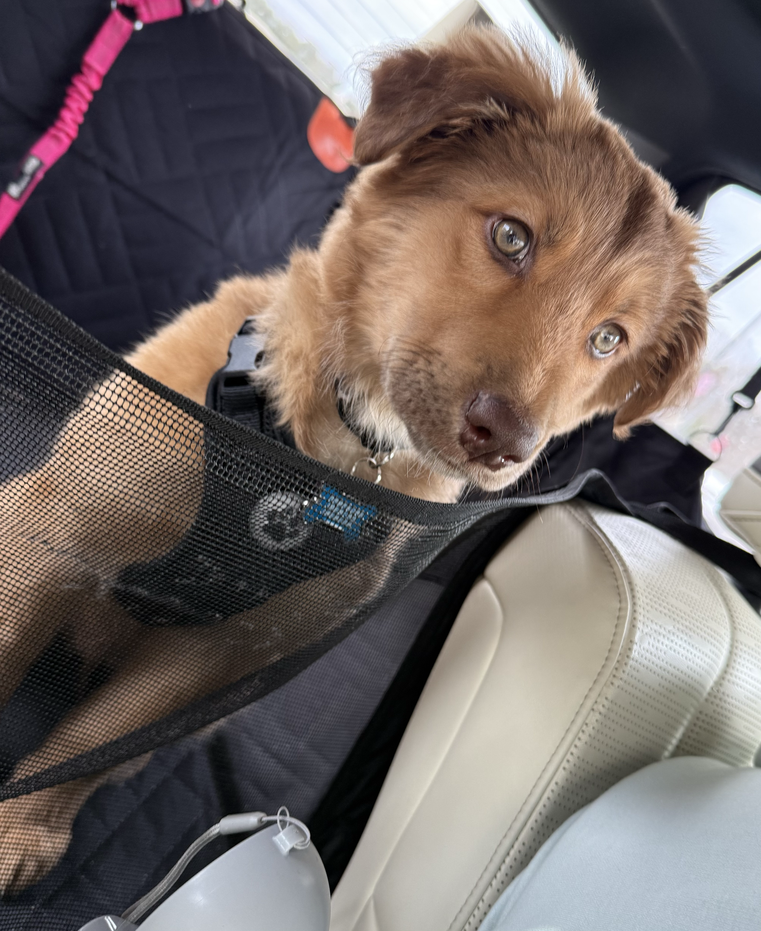 Our first road trip with Mr. Moose