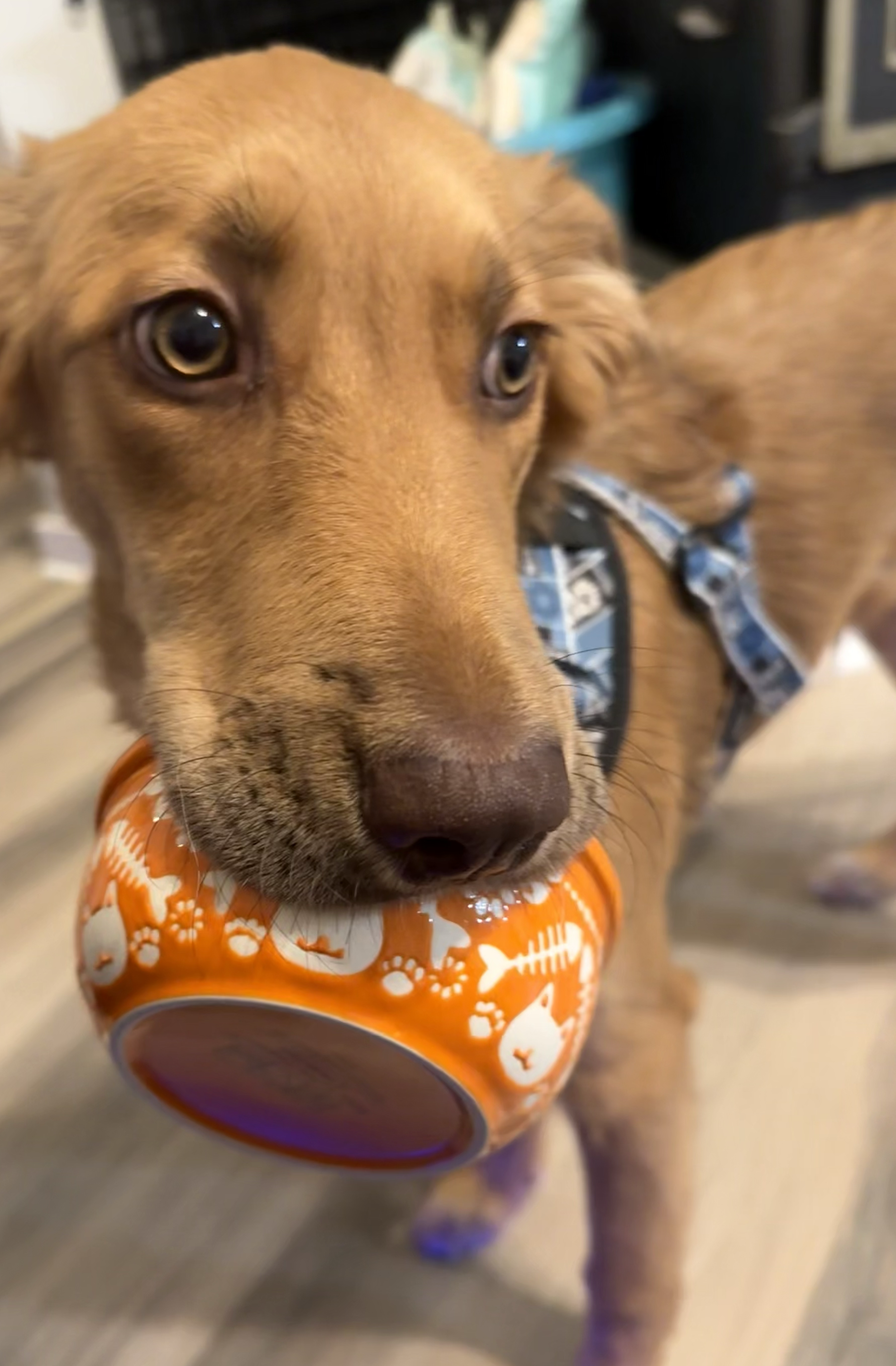 Moose practicing his bowl carrying skills