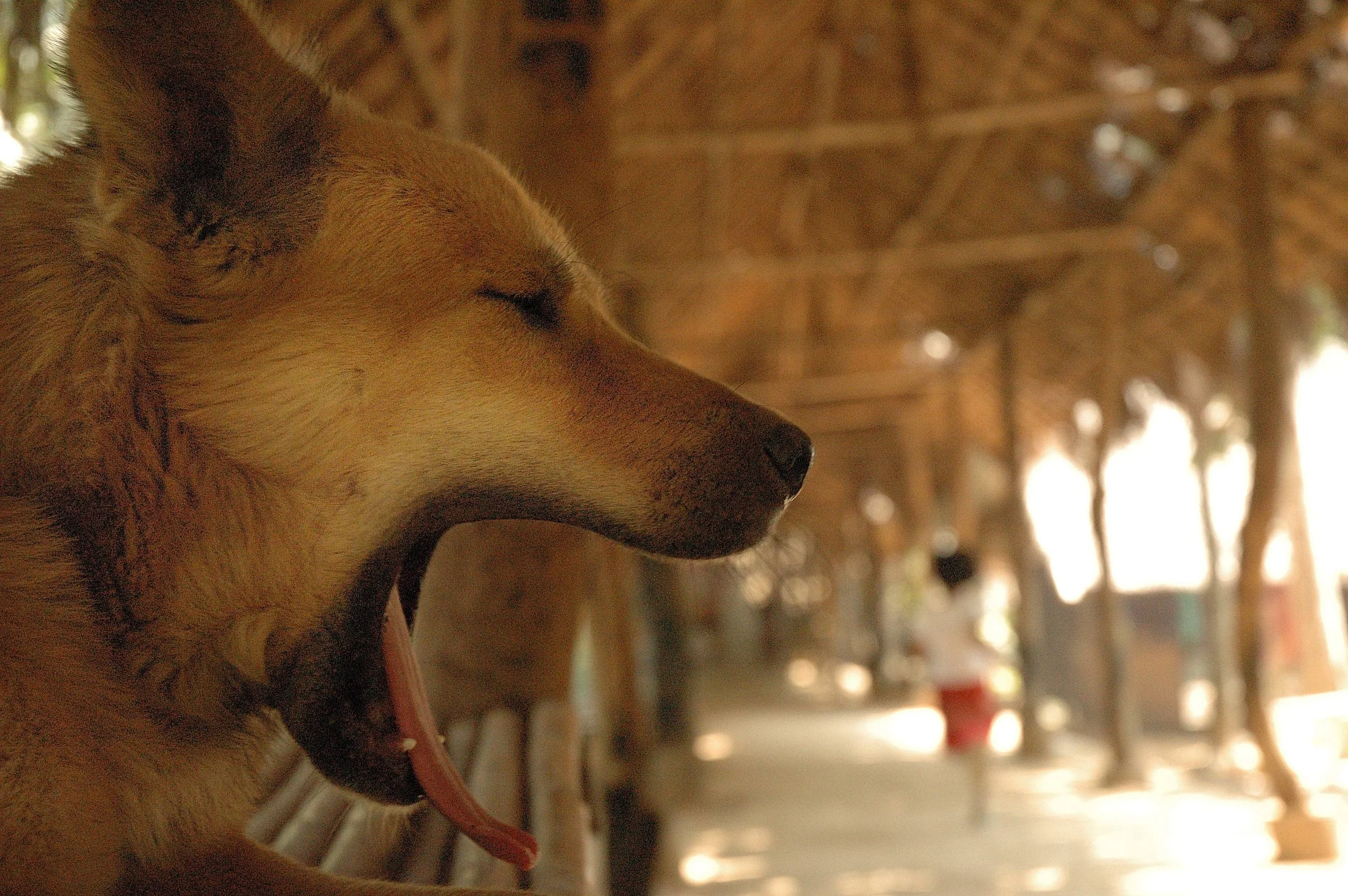 Kwia River, Thailand.jpg
