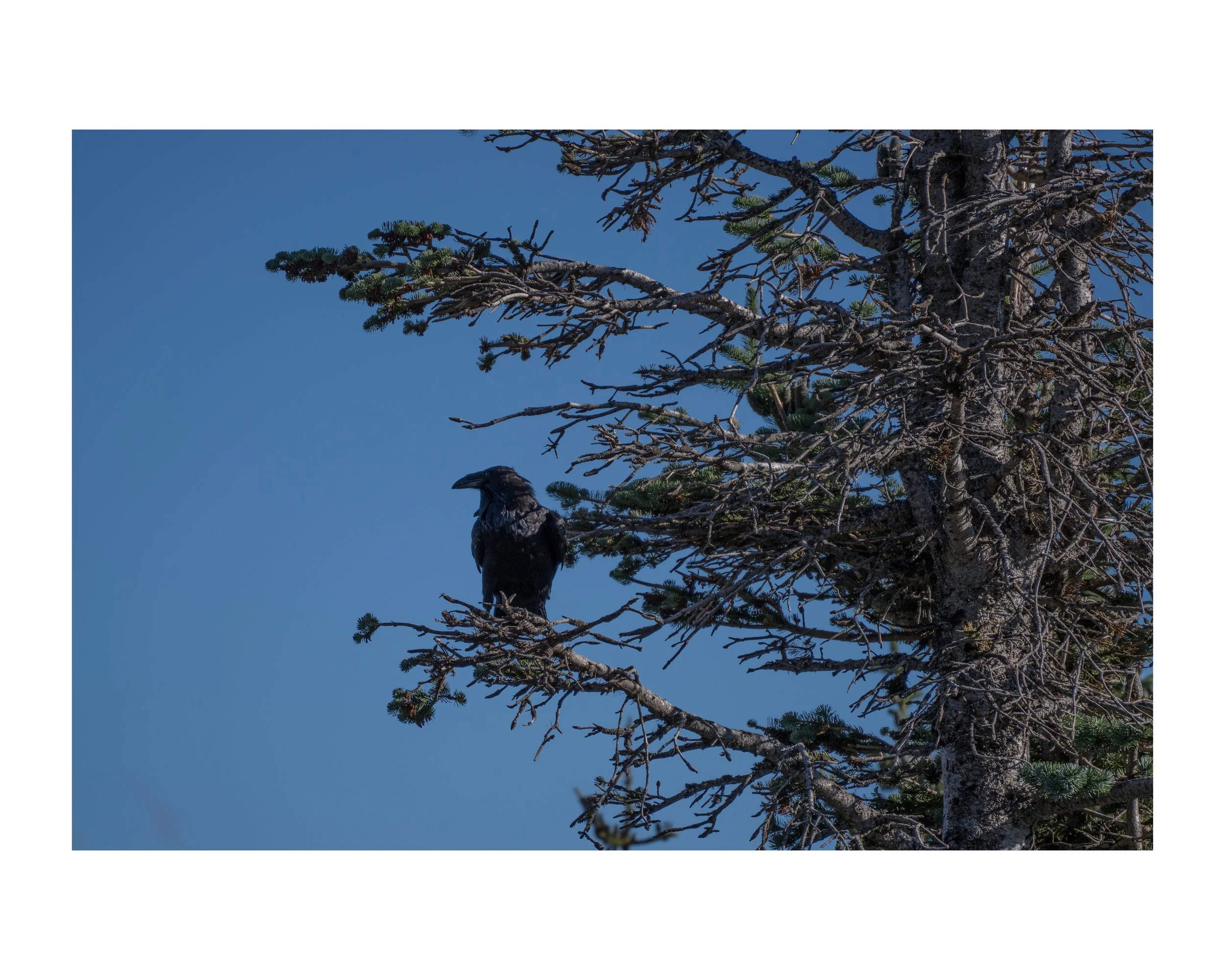 _DSC0731 100 Edited.jpeg