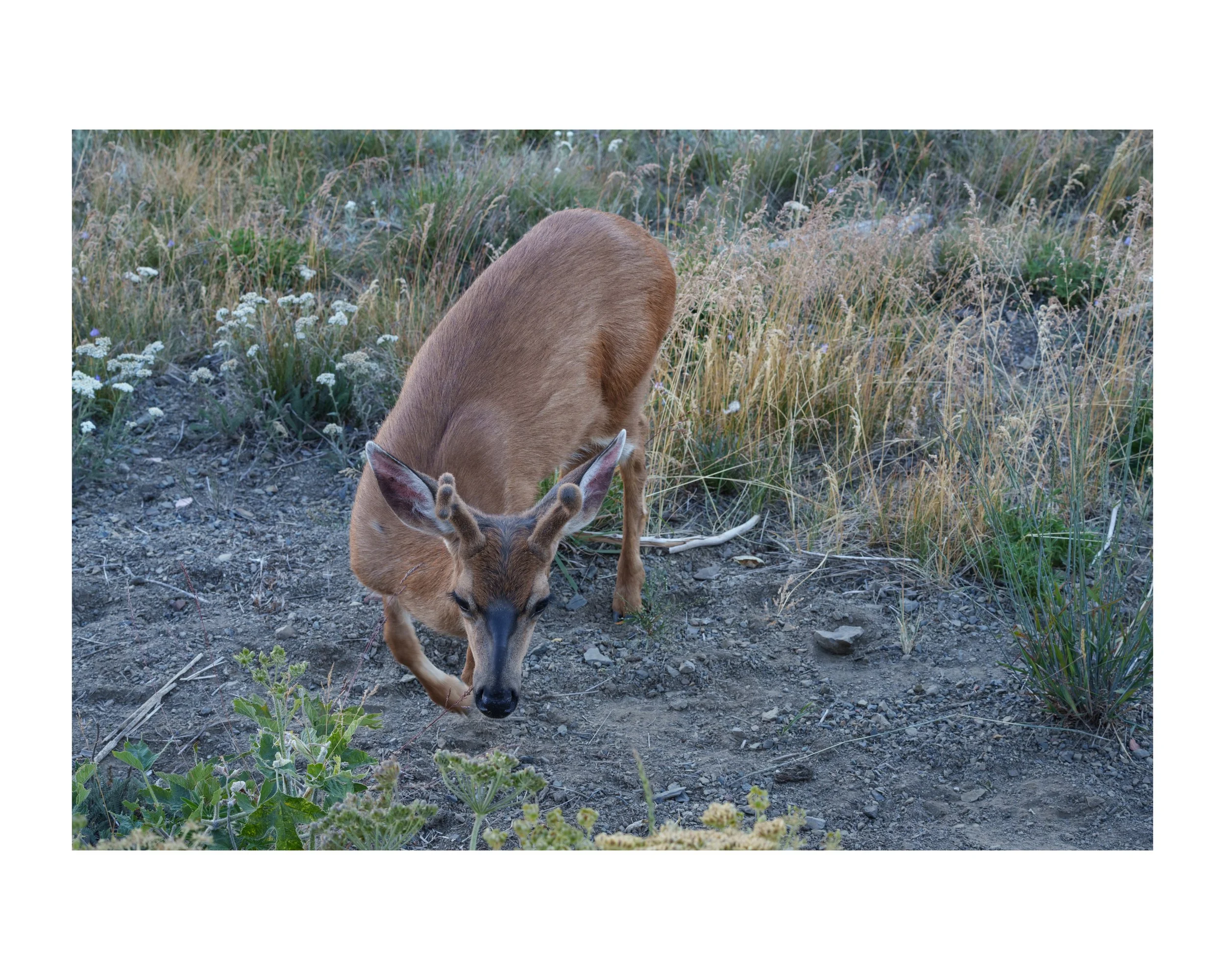 _DSC0737 101 Edited.jpeg