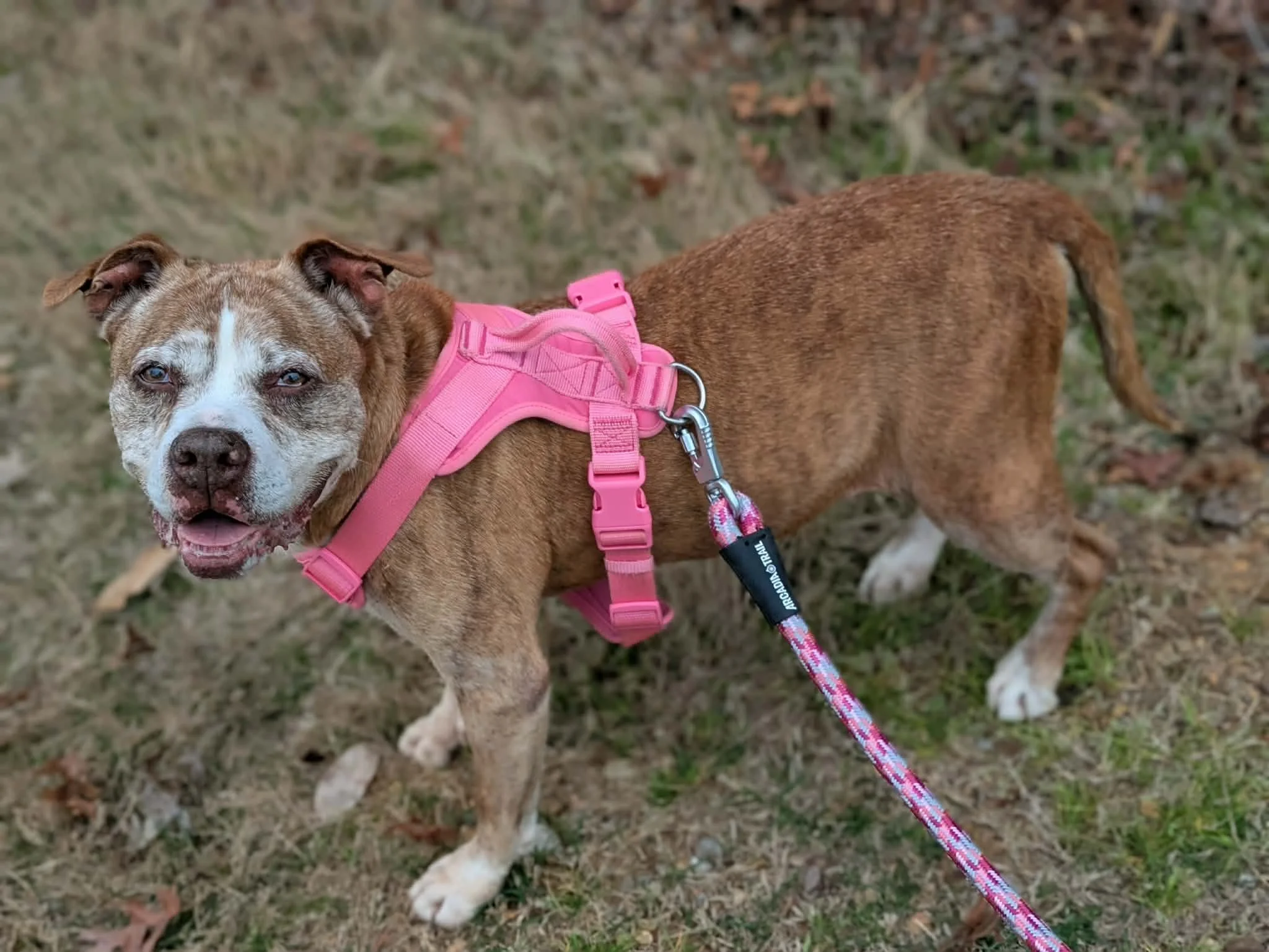 notorious-dog-rescue-pinhote-02.jpg