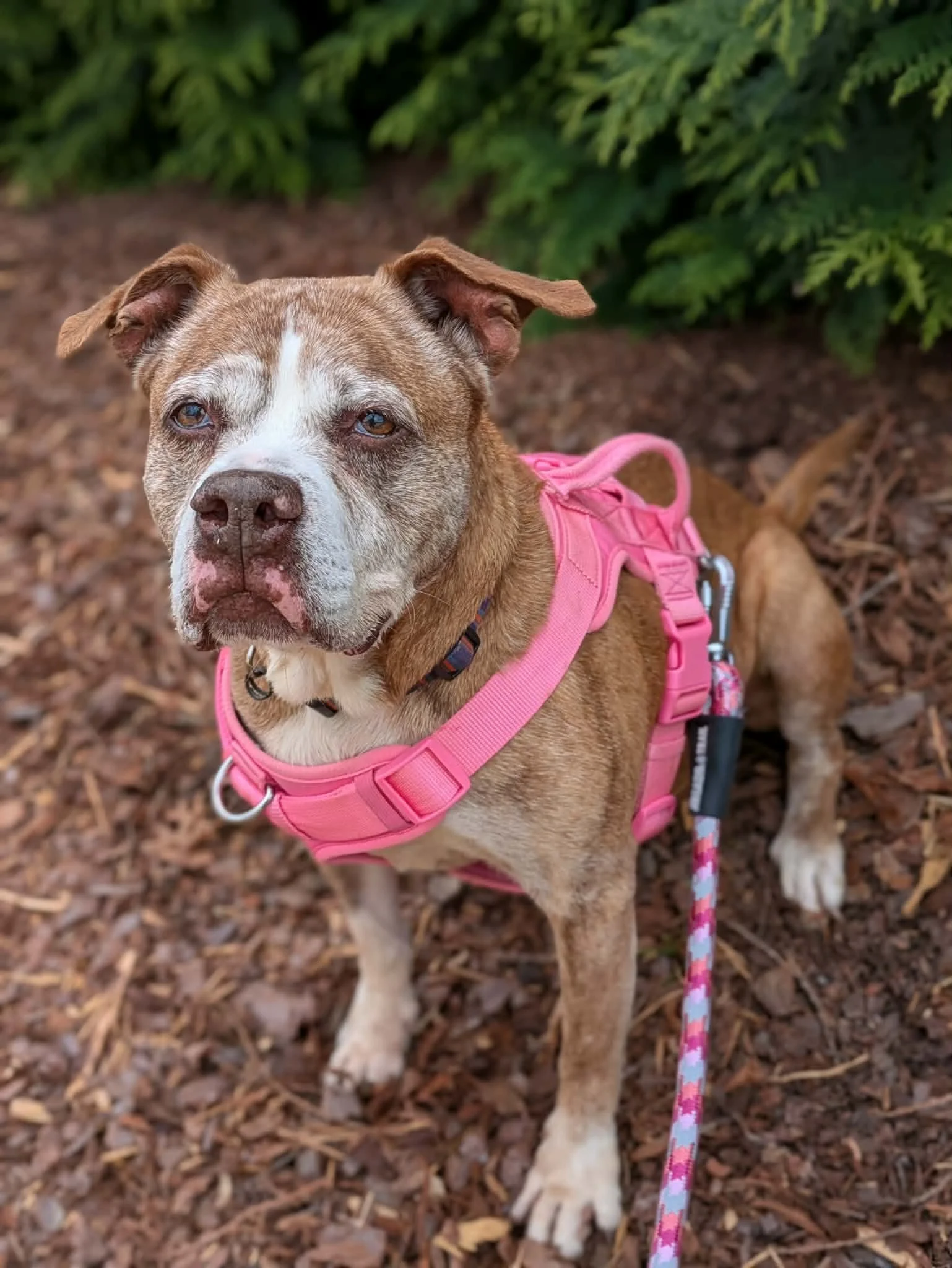 notorious-dog-rescue-pinhote-03.jpg