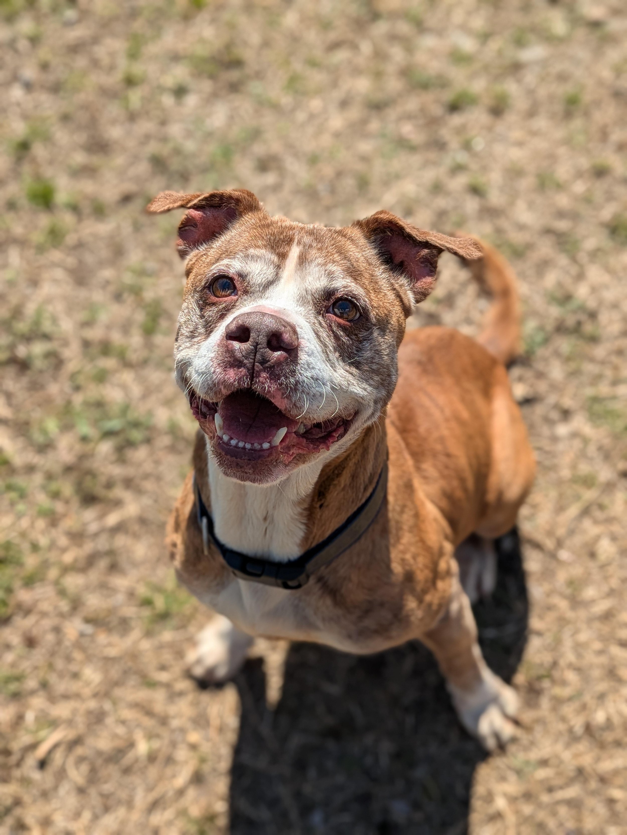 notorious-dog-rescue-pinhote-05.jpg