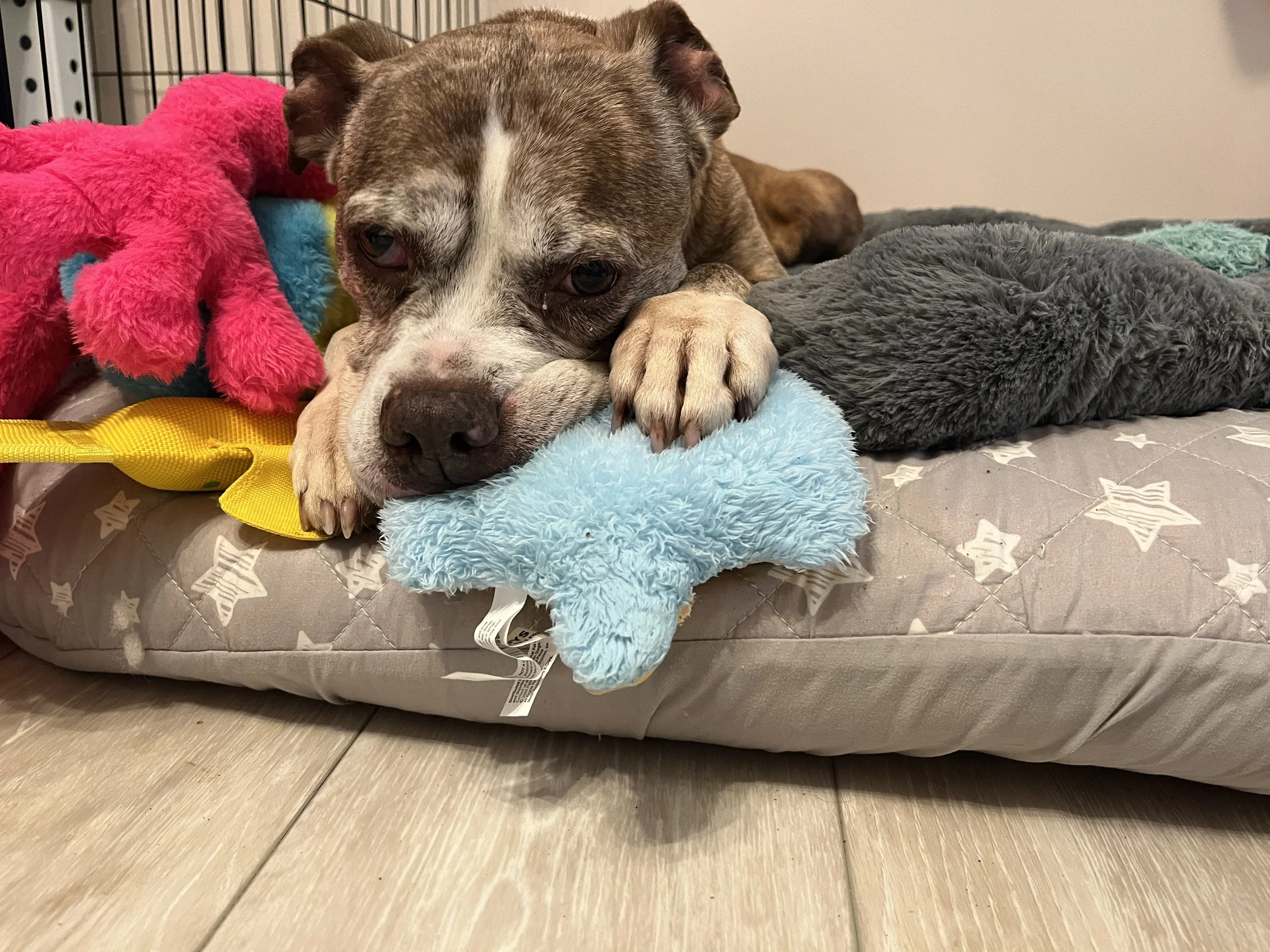 notorious-dog-rescue-pinhote-04.JPG