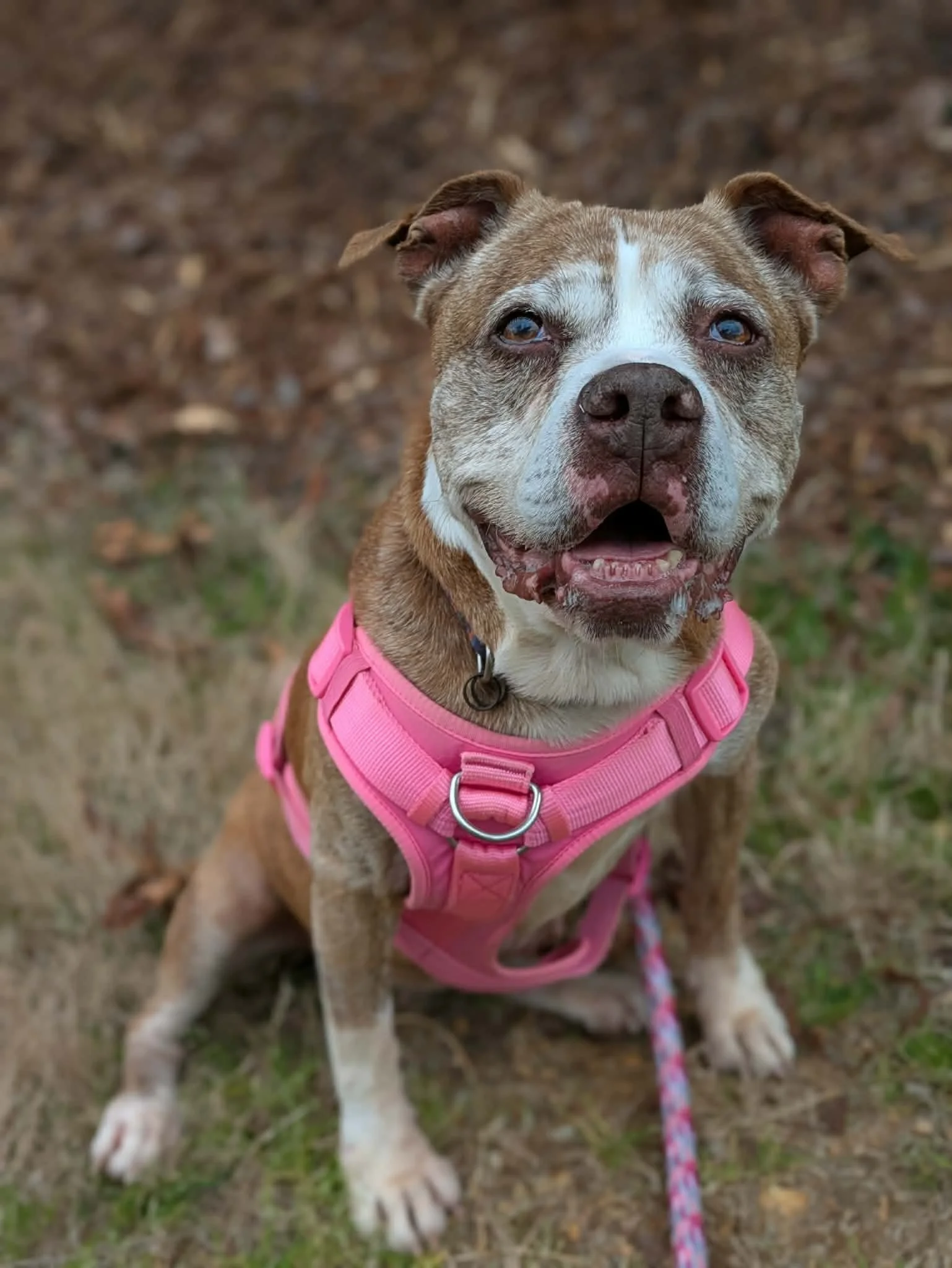 notorious-dog-rescue-pinhote-08.jpg