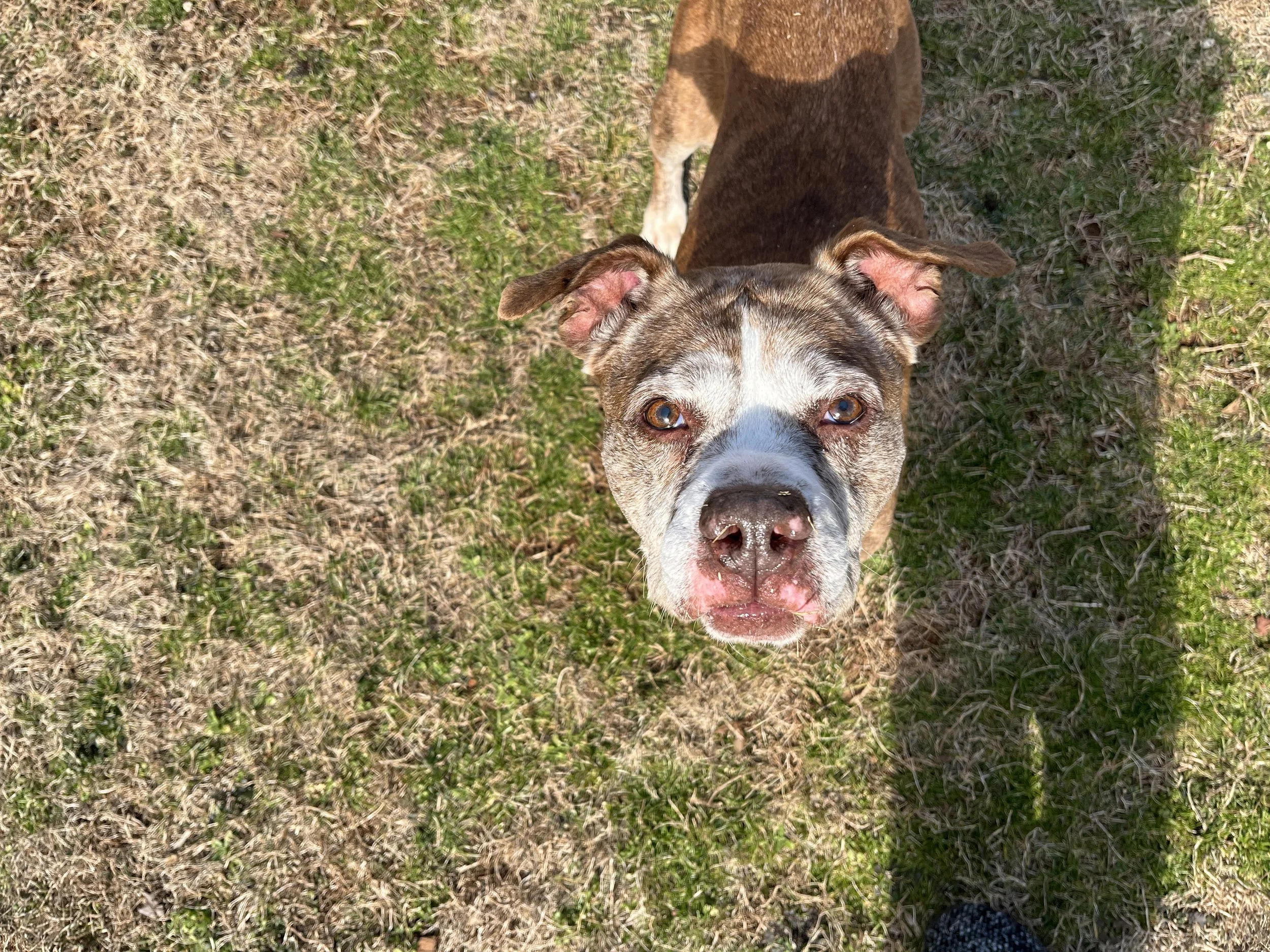 notorious-dog-rescue-pinhote-07.JPG