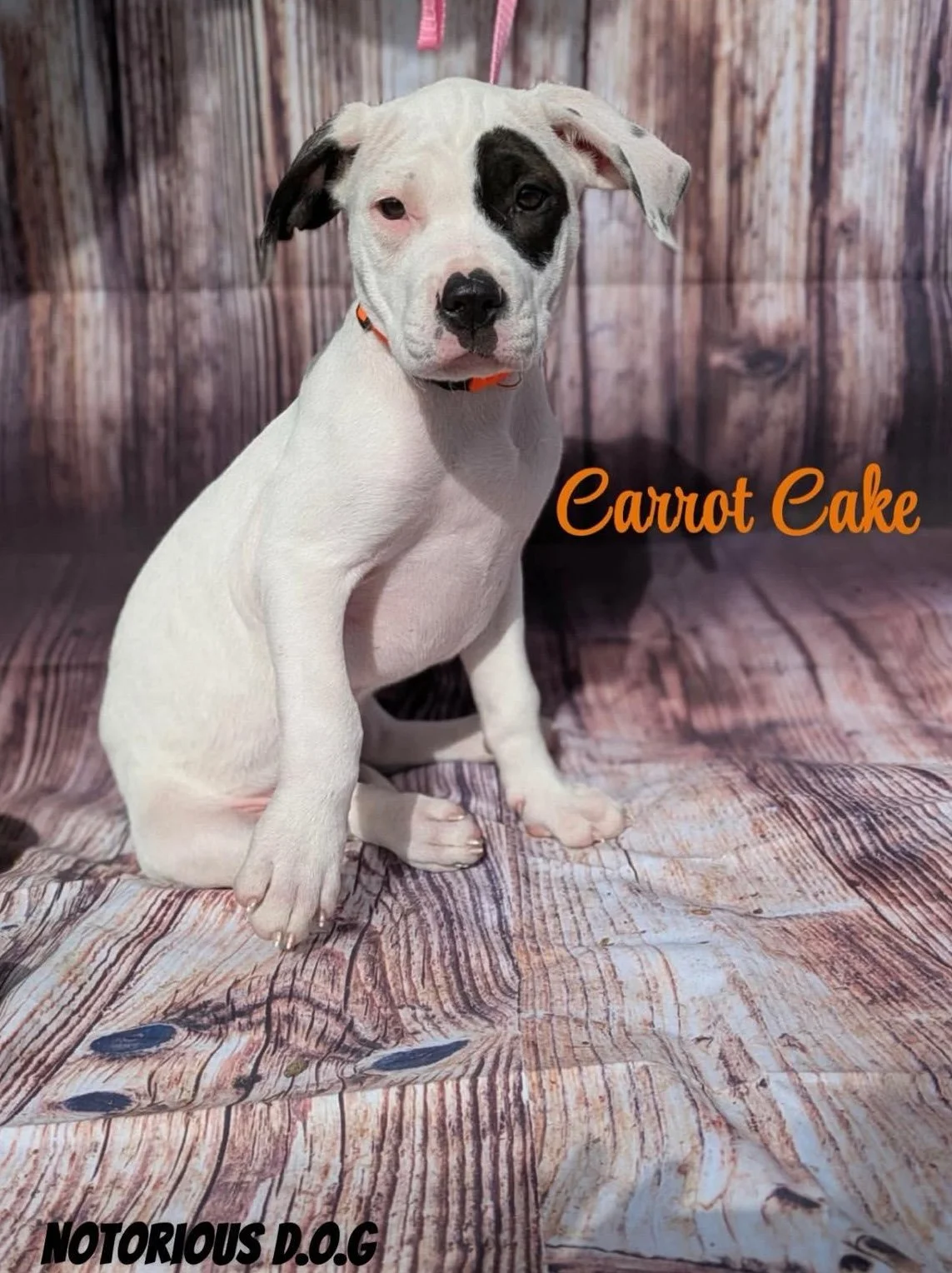 notorious-dog-rescue-carrotcake-01.jpg