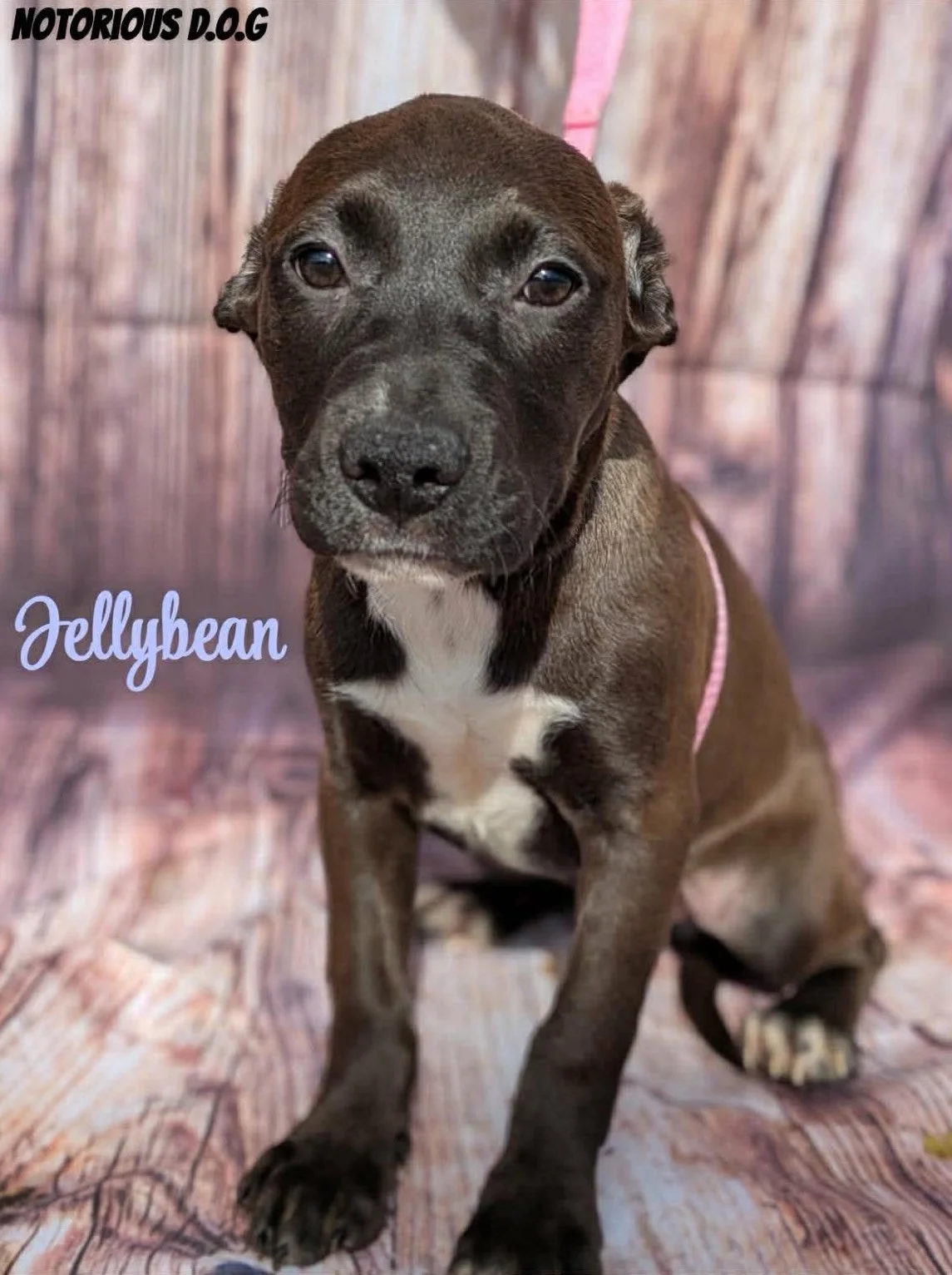 notorious-dog-rescue-jellybean-01.jpg