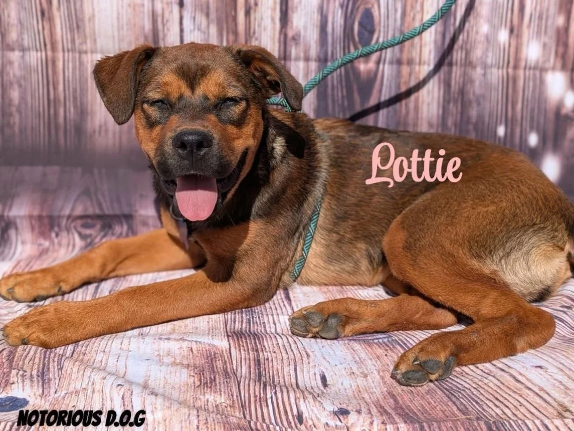 notorious-dog-rescue-lottie-01.jpg