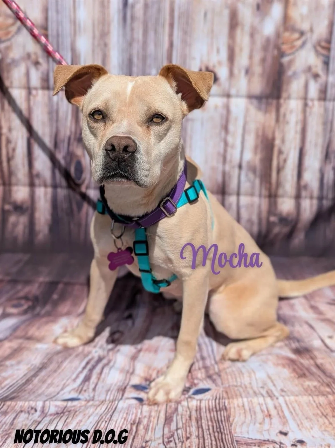 notorious-dog-rescue-mocha-01.jpg