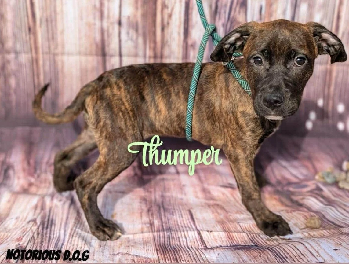 notorious-dog-rescue-thumper-01.jpg