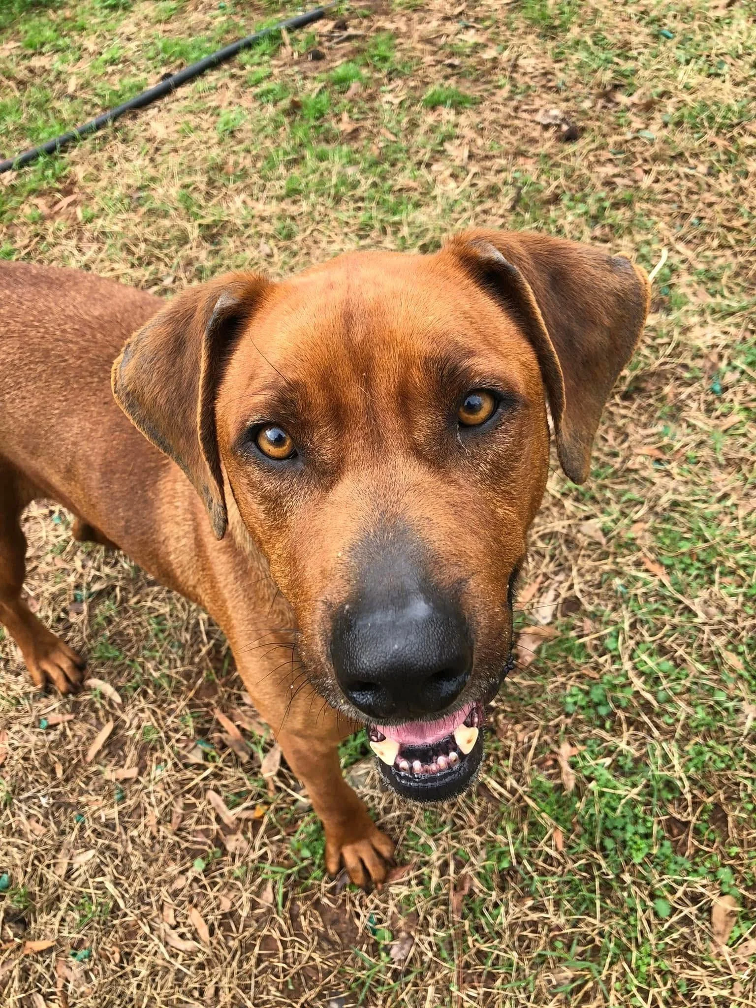 notorious-dog-rescue-dave-01.jpg