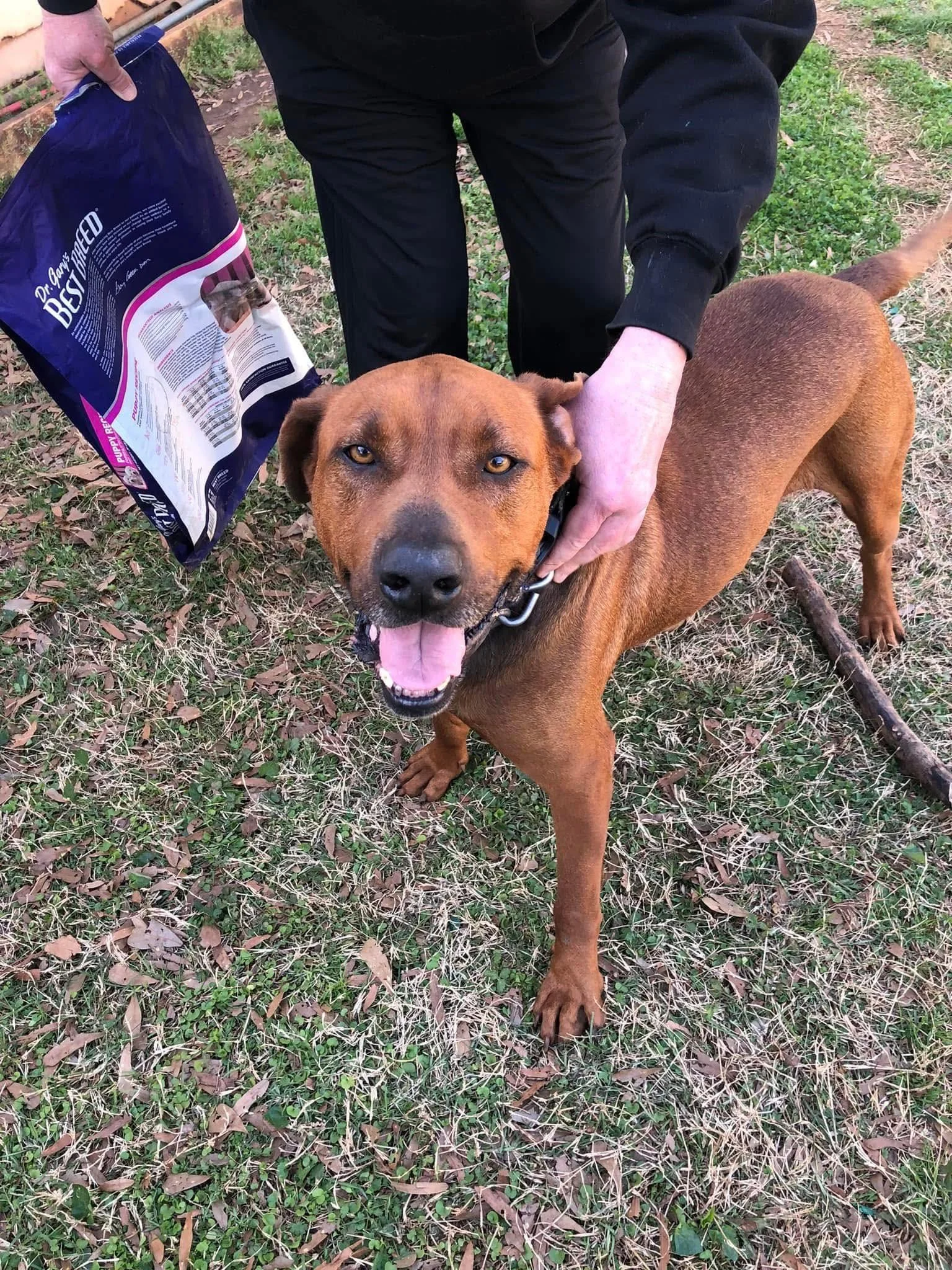 notorious-dog-rescue-dave-02.jpg