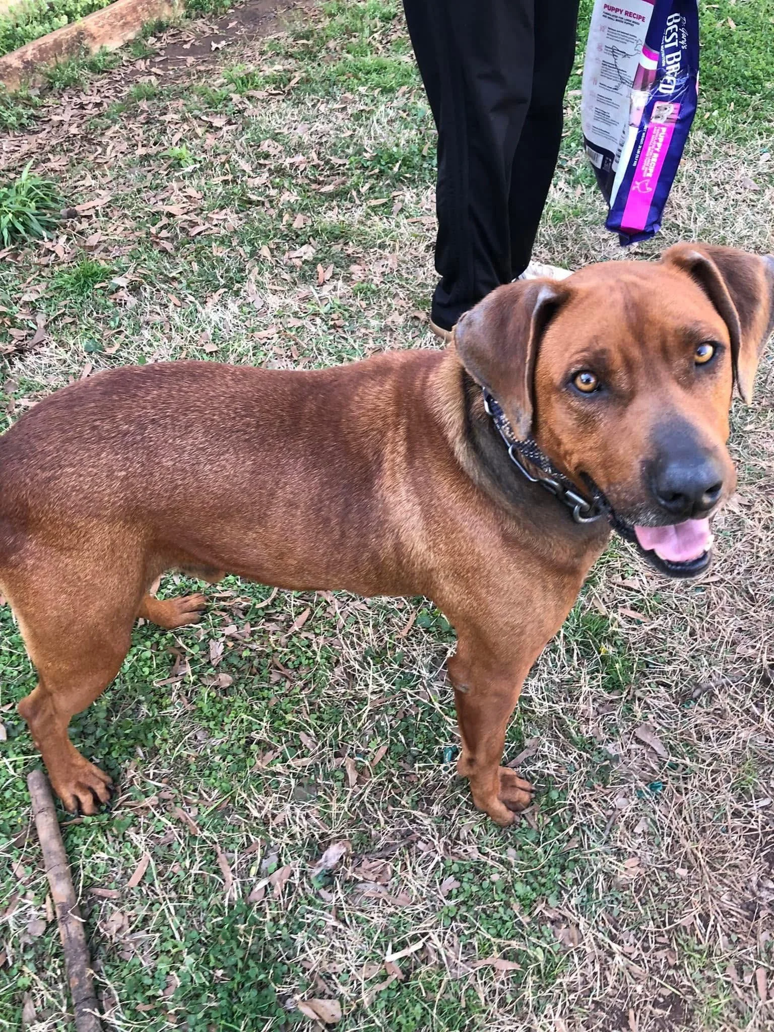 notorious-dog-rescue-dave-03.jpg