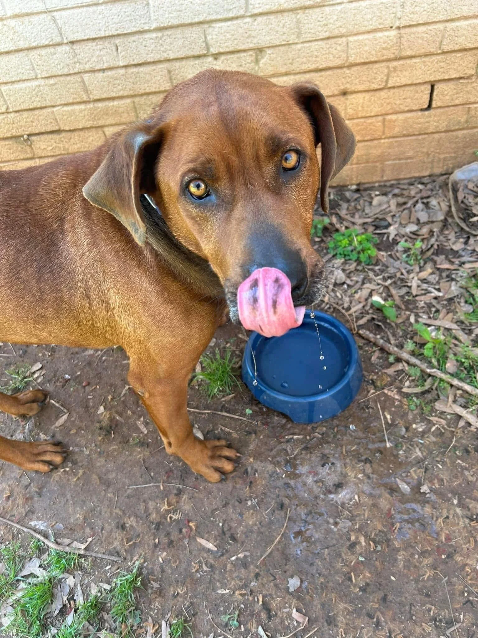 notorious-dog-rescue-dave-05.jpg