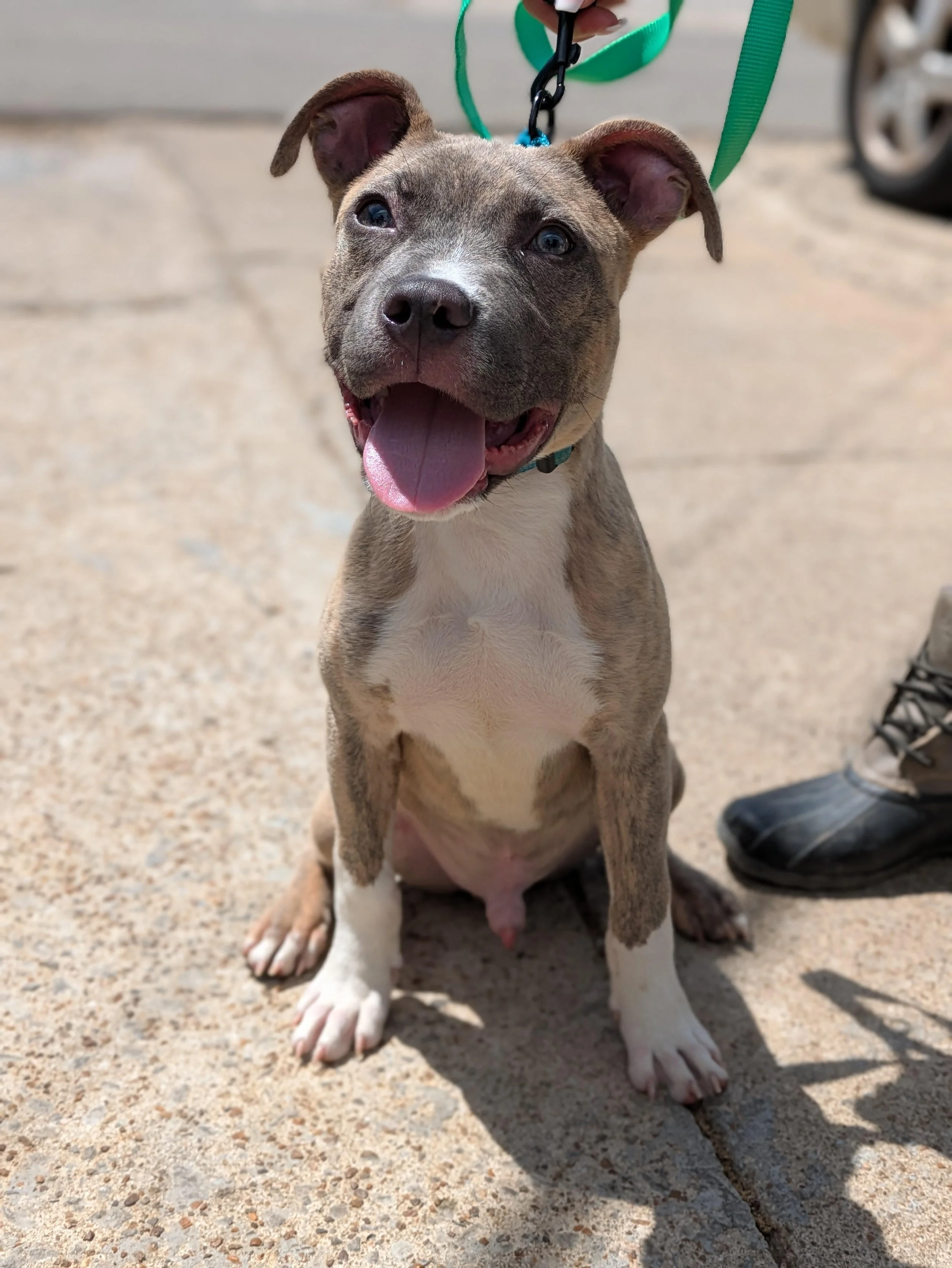 notorious-dog-rescue-cotton-01.jpg
