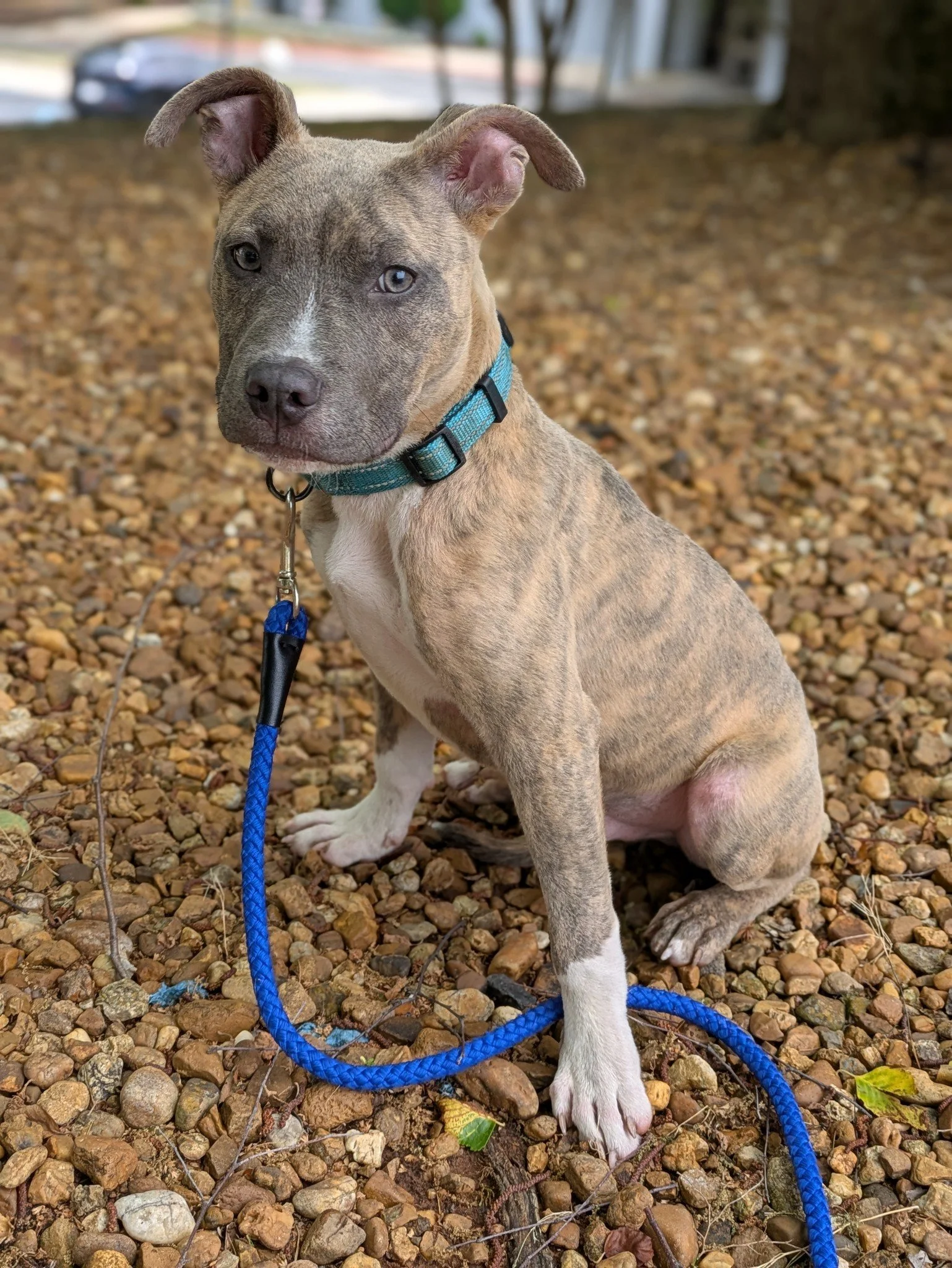 notorious-dog-rescue-cotton-02.jpg