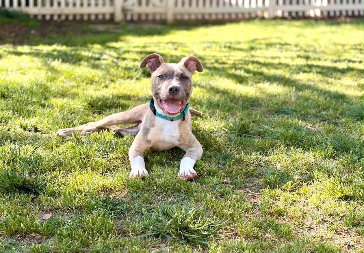 notorious-dog-rescue-cotton-03.jpg