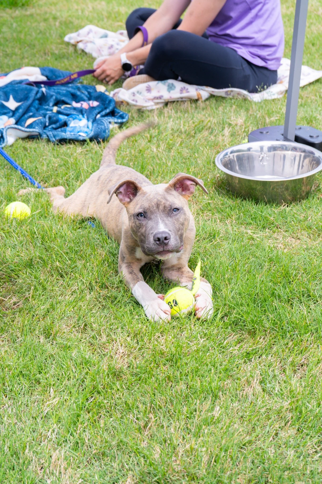 notorious-dog-rescue-cotton-04.jpg
